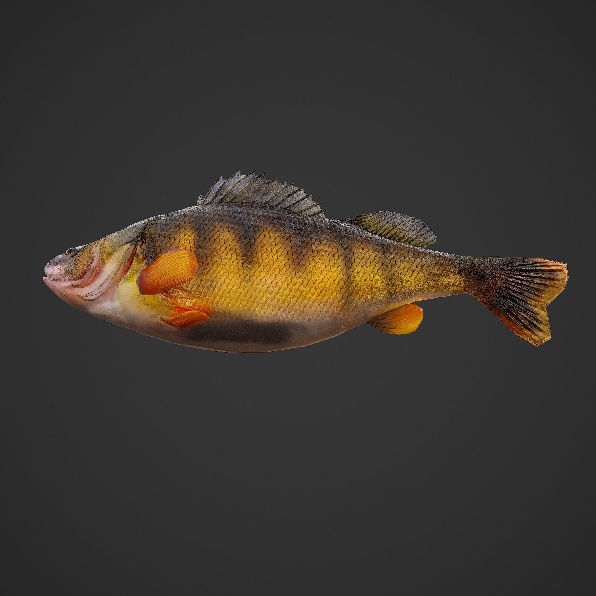 Perch fish Low-poly 3D model_10