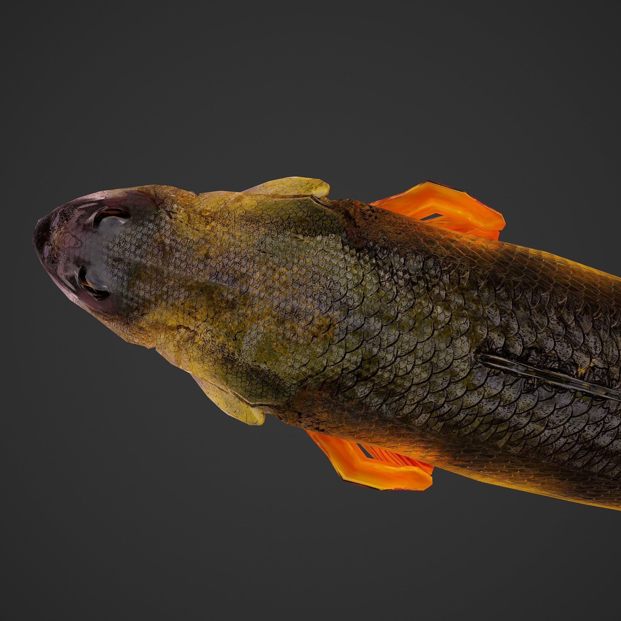 Perch fish Low-poly 3D model_21