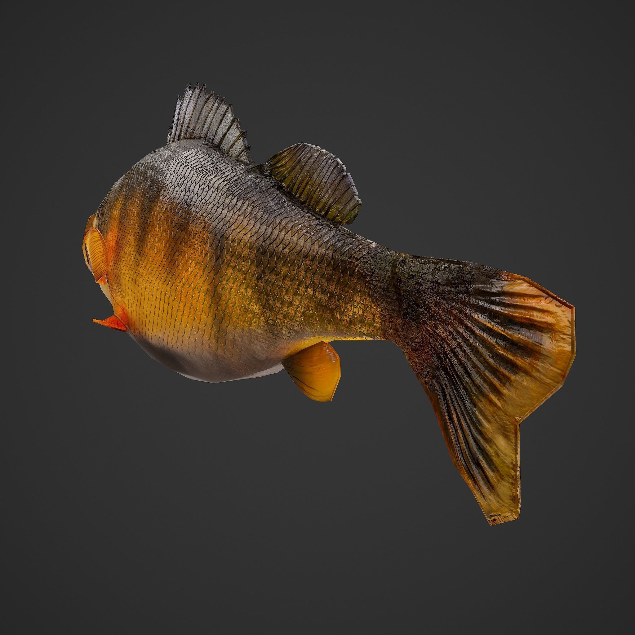 Perch fish Low-poly 3D model_6