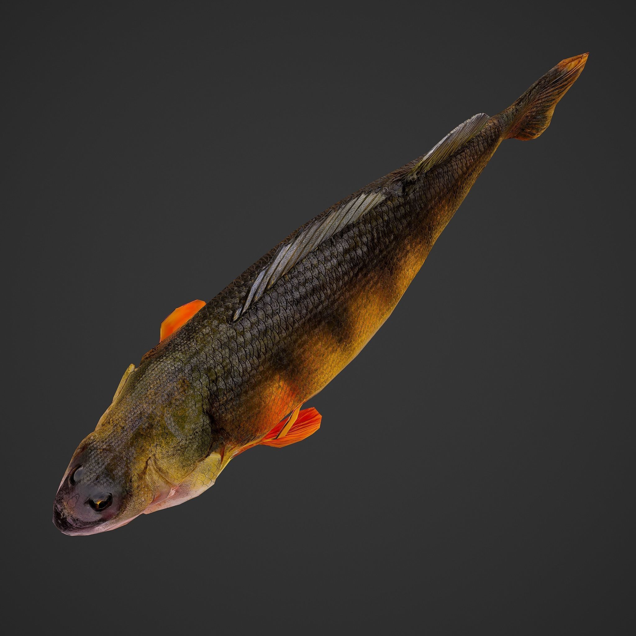 Perch fish Low-poly 3D model_9