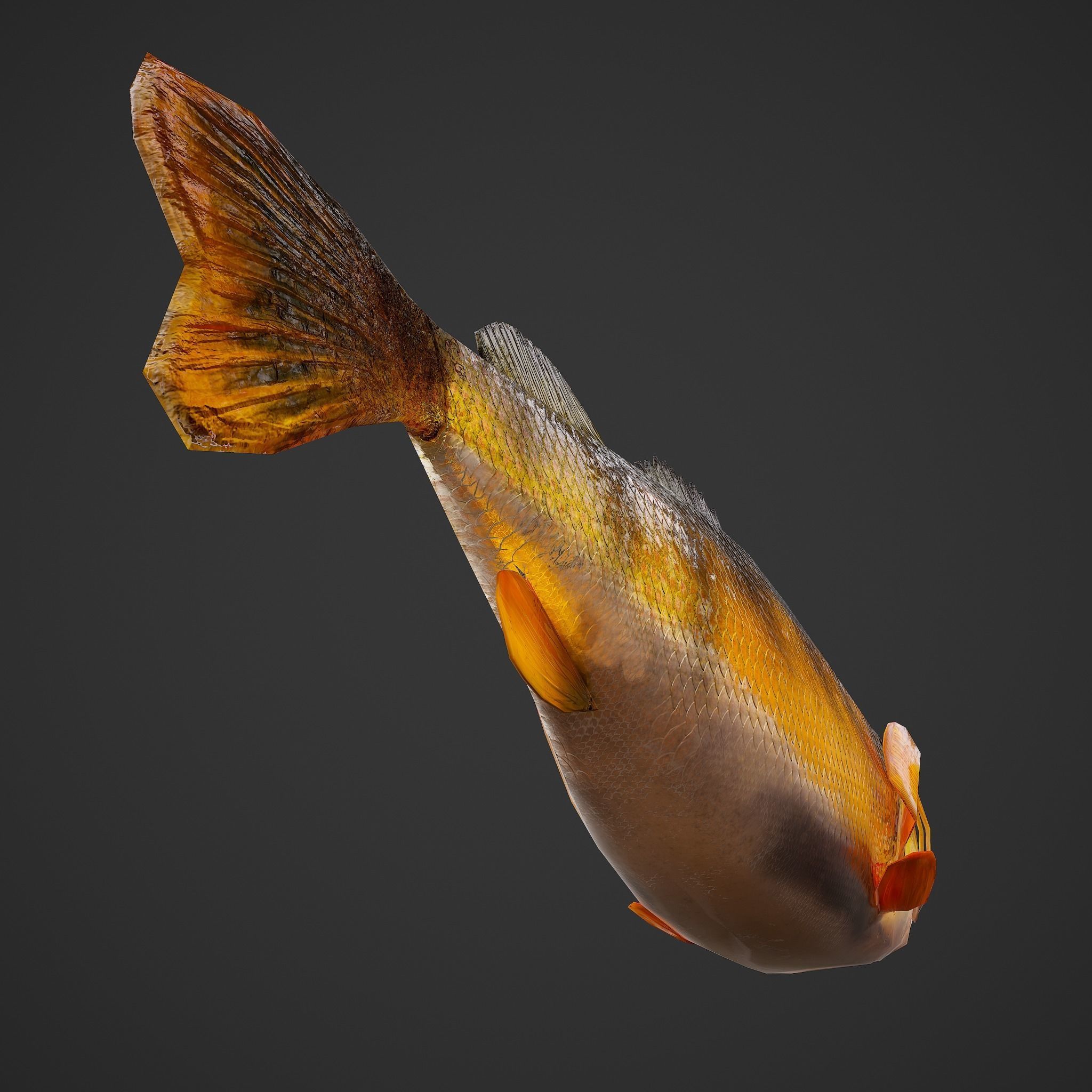Perch fish Low-poly 3D model_13
