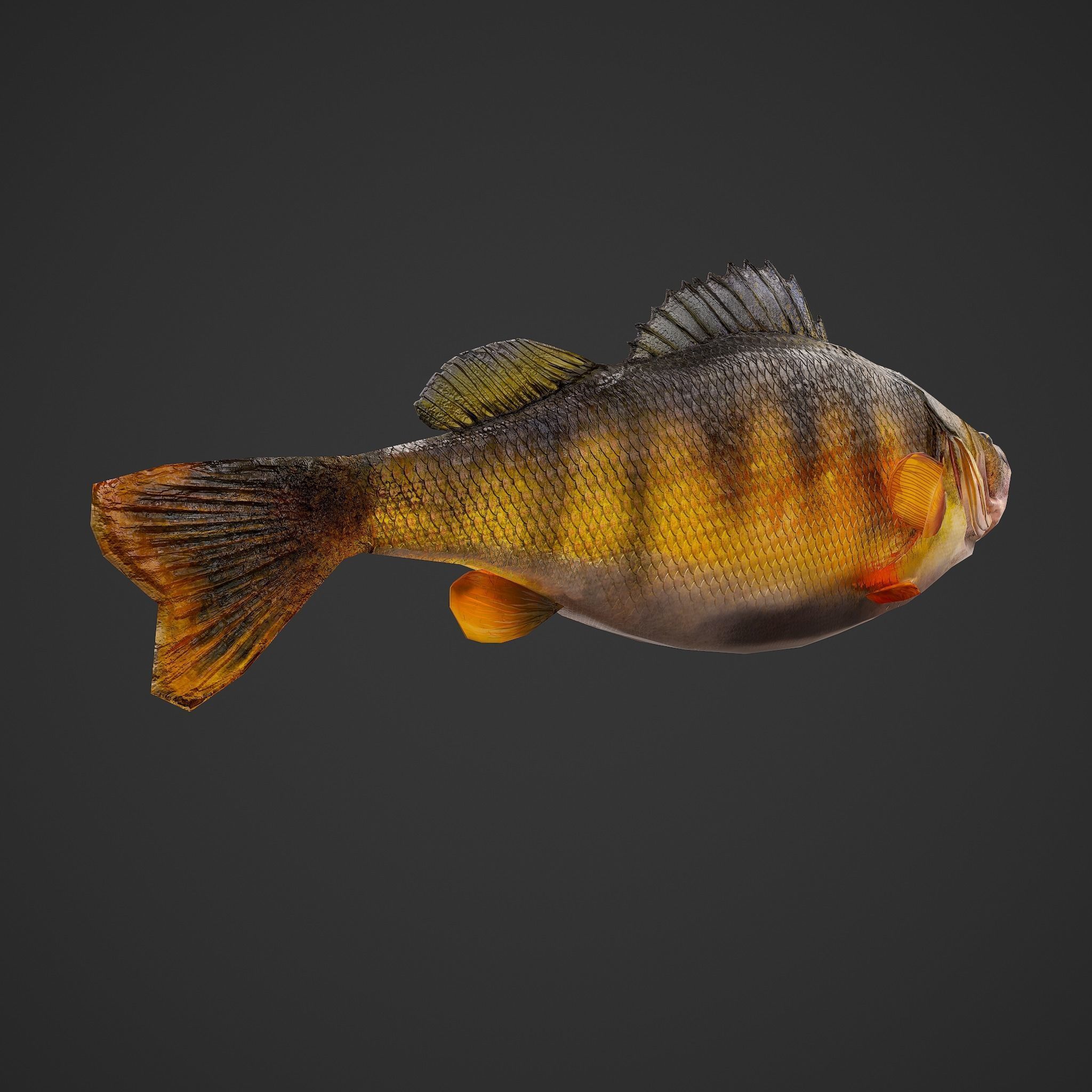 Perch fish Low-poly 3D model_7
