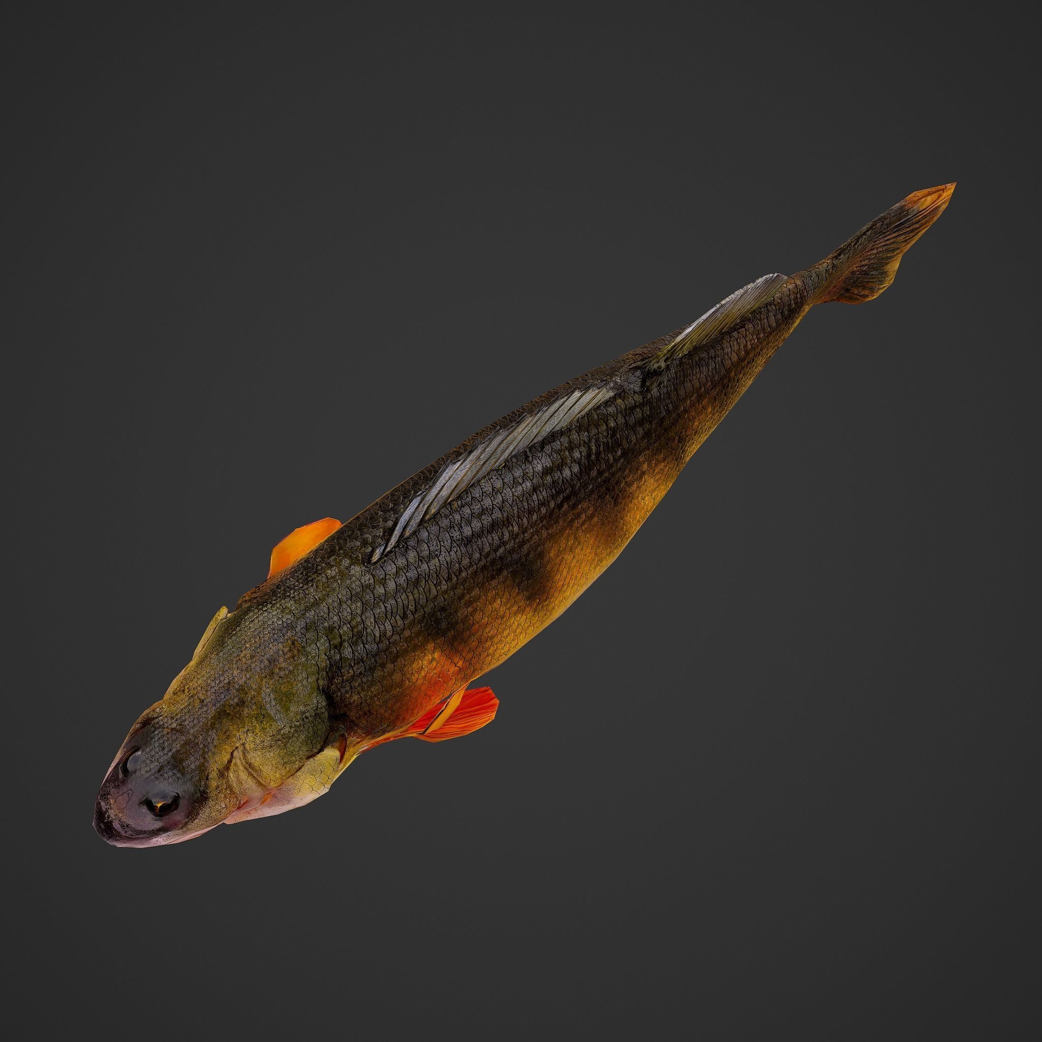 Perch fish Low-poly 3D model_8