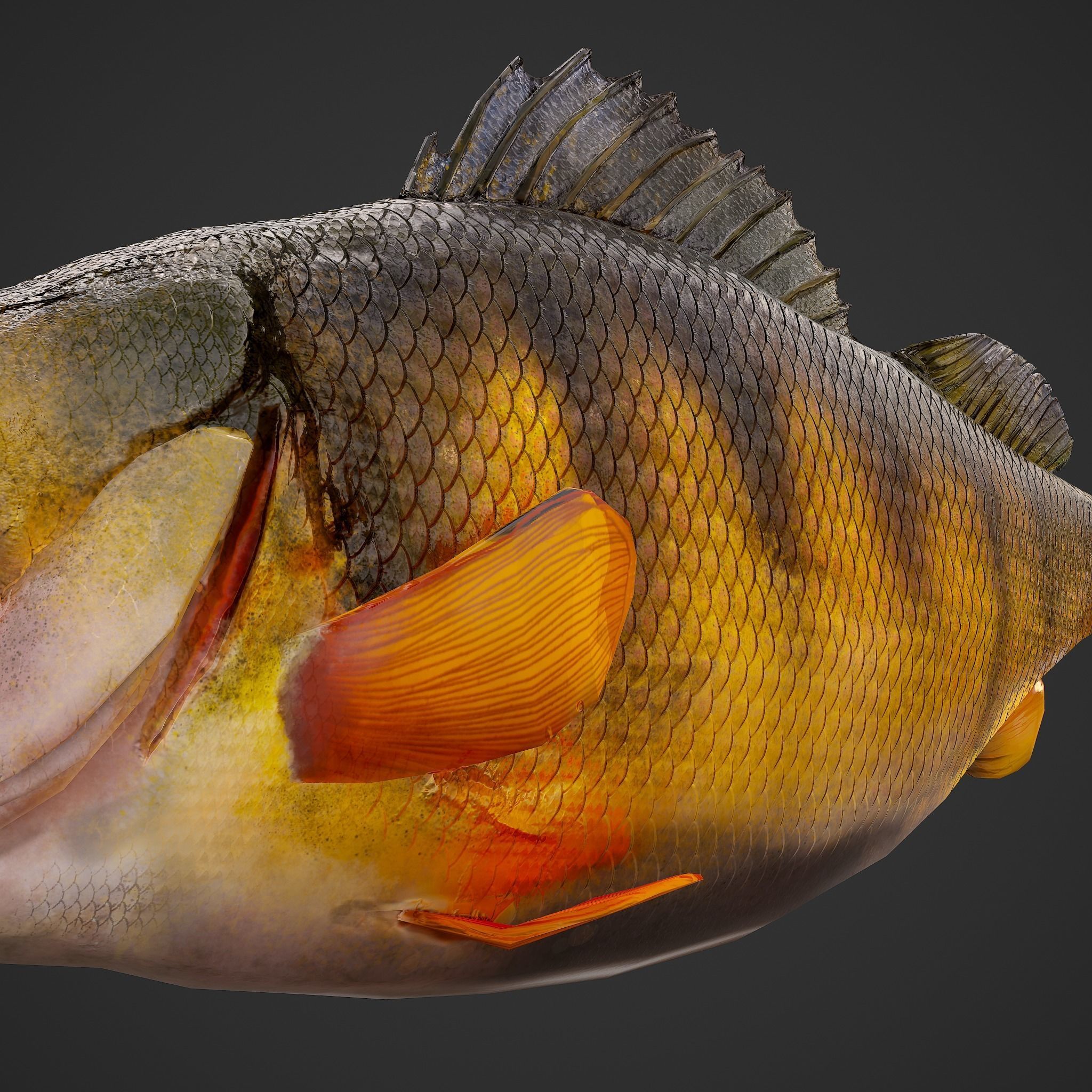 Perch fish Low-poly 3D model_15