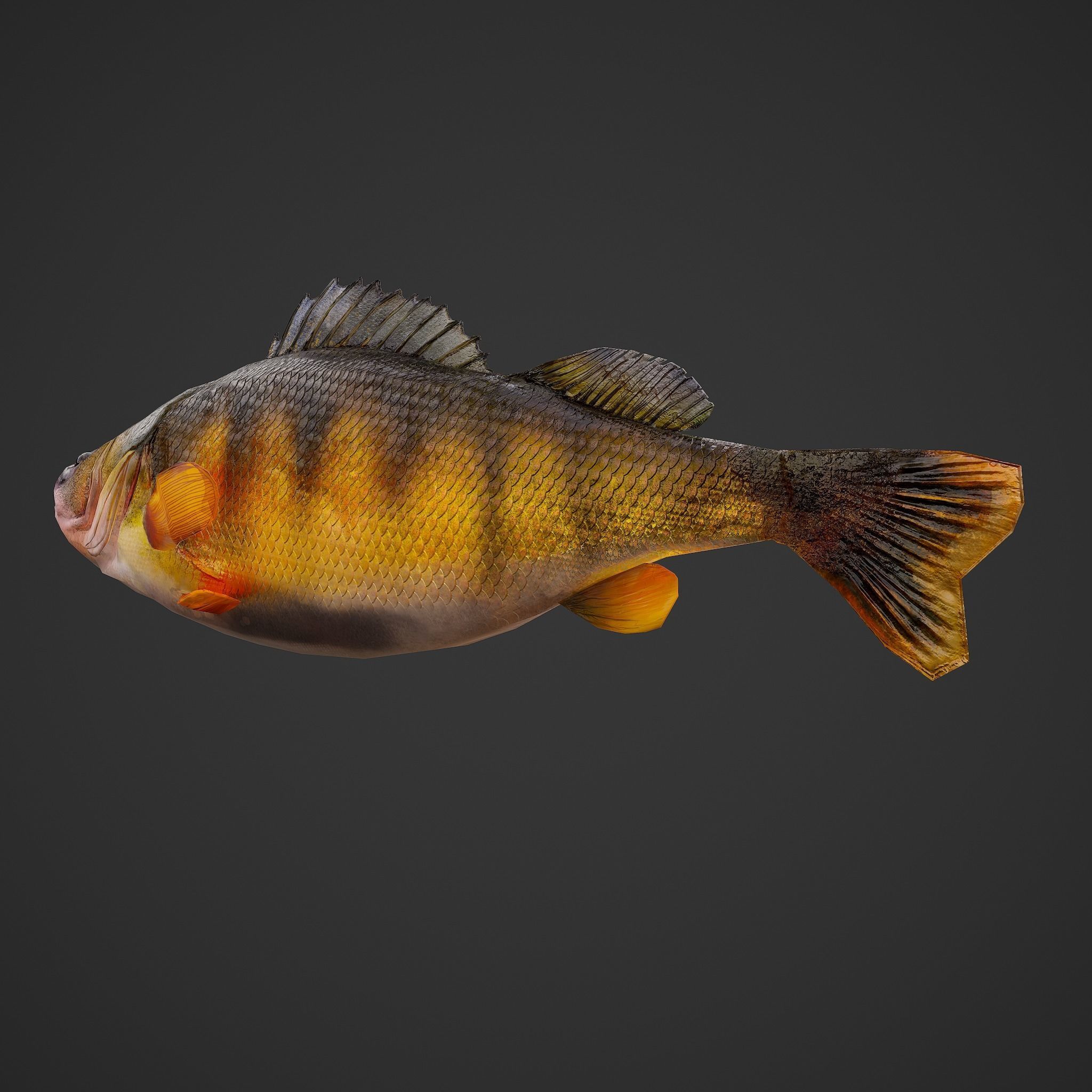 Perch fish Low-poly 3D model_26