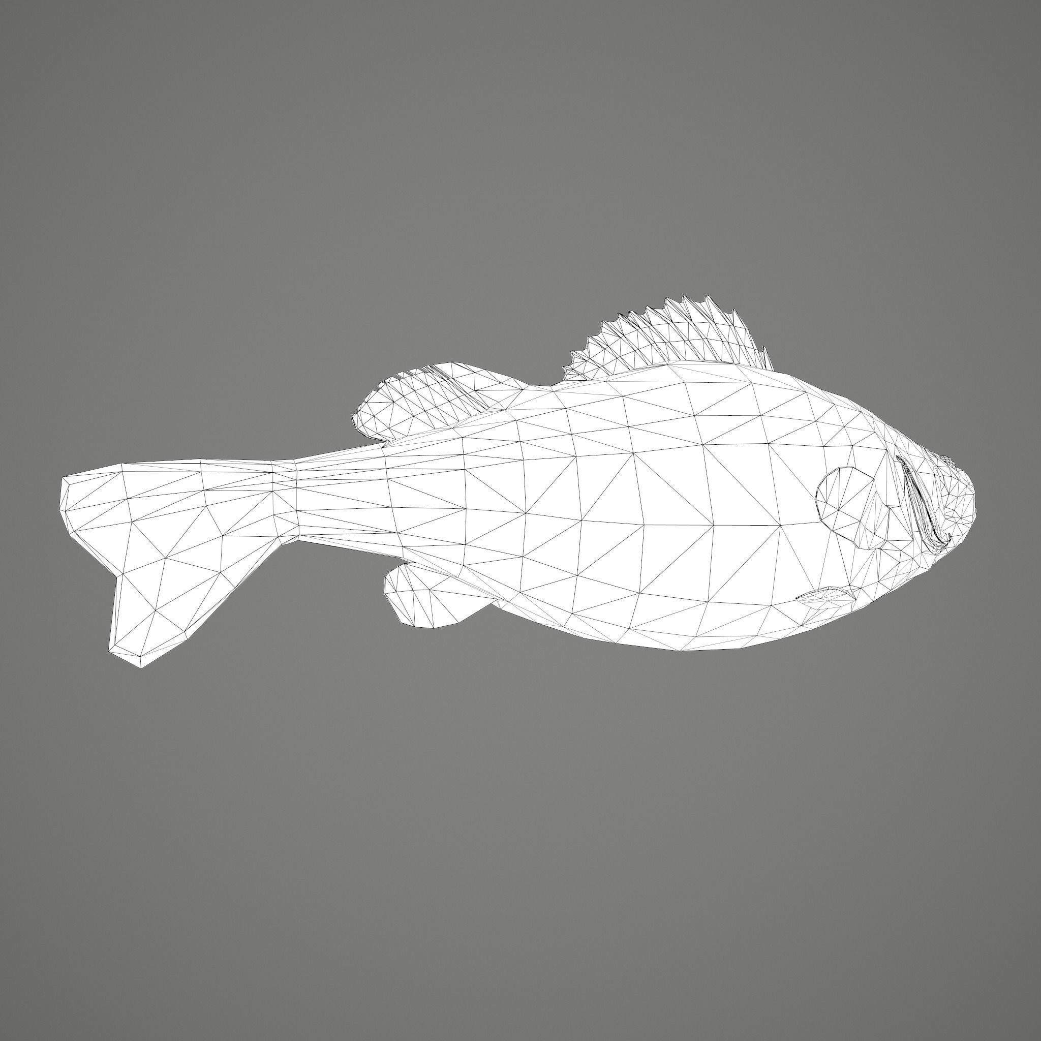 Perch fish Low-poly 3D model_33