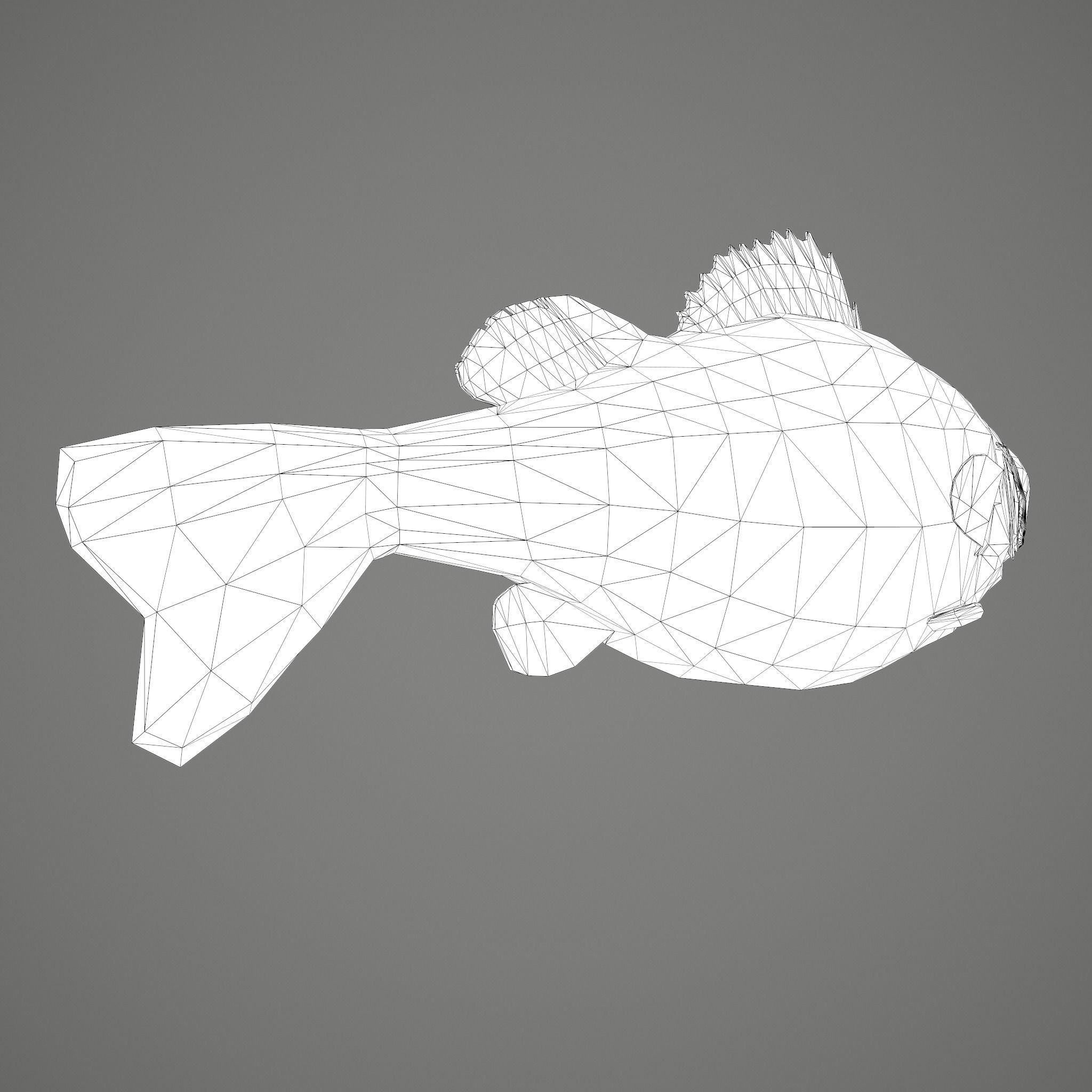 Perch fish Low-poly 3D model_34