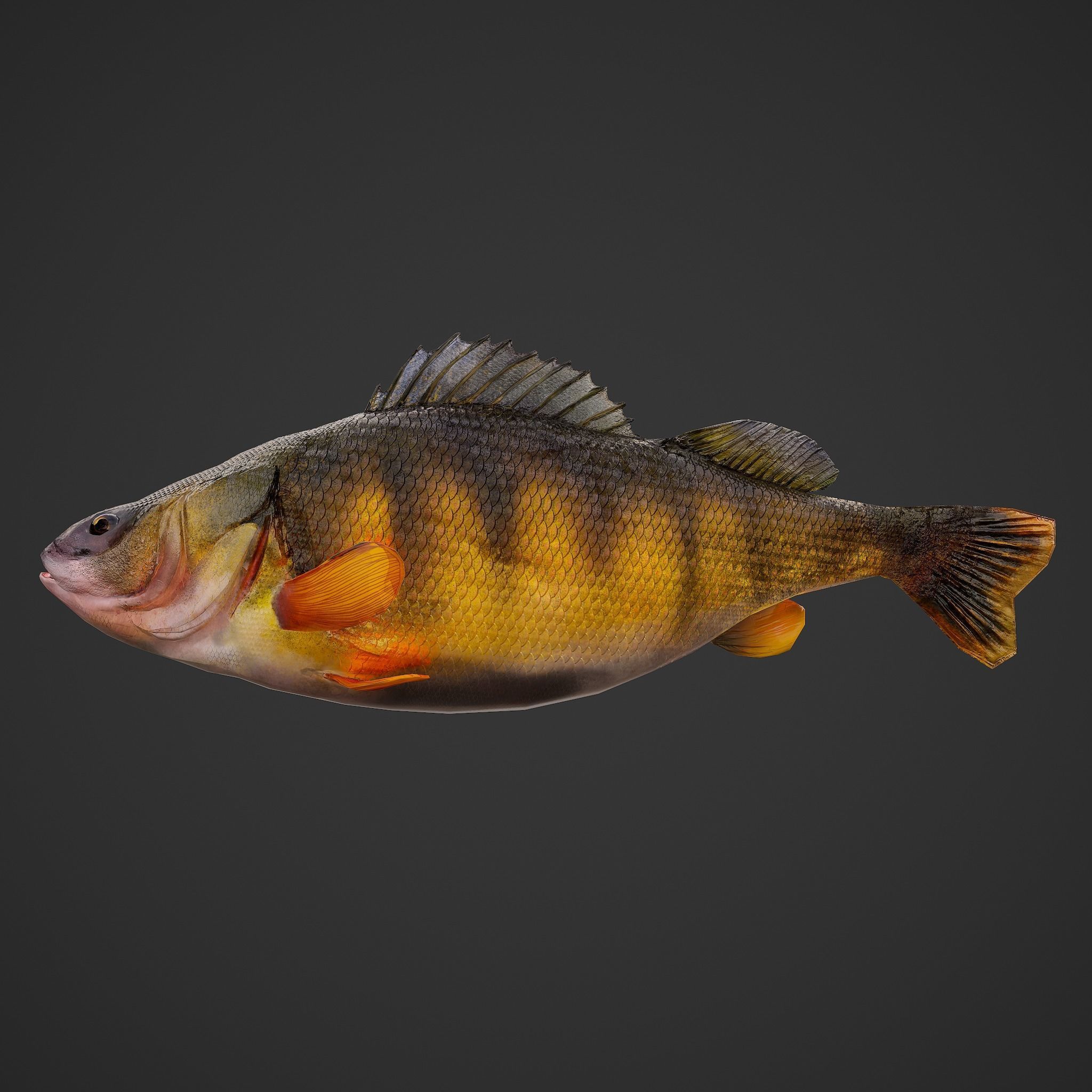 Perch fish Low-poly 3D model_4