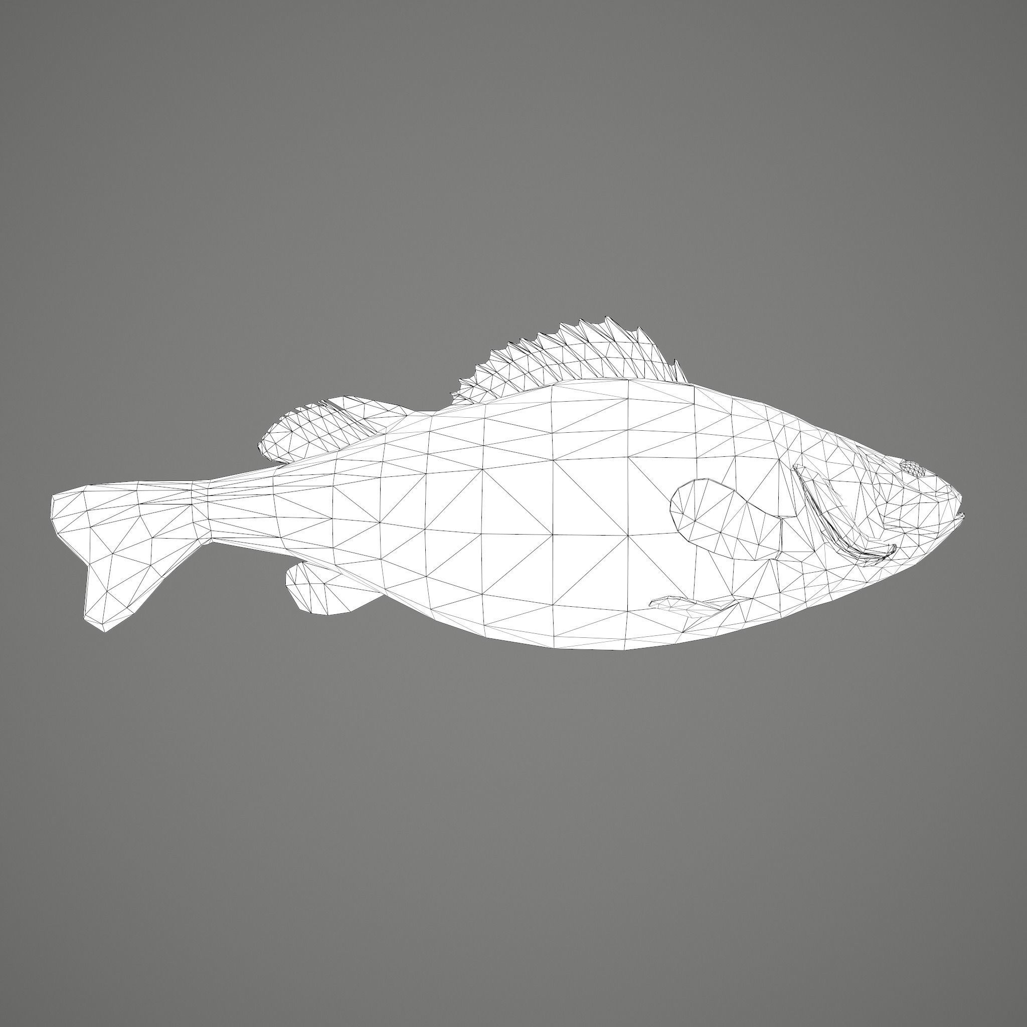 Perch fish Low-poly 3D model_32