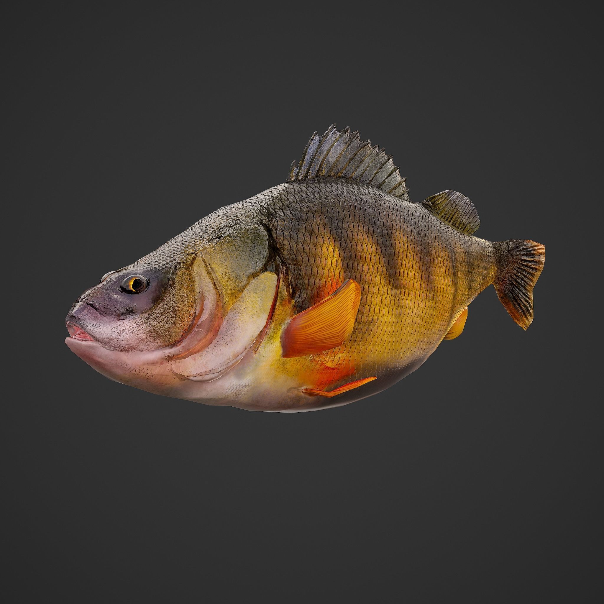 Perch fish Low-poly 3D model_3