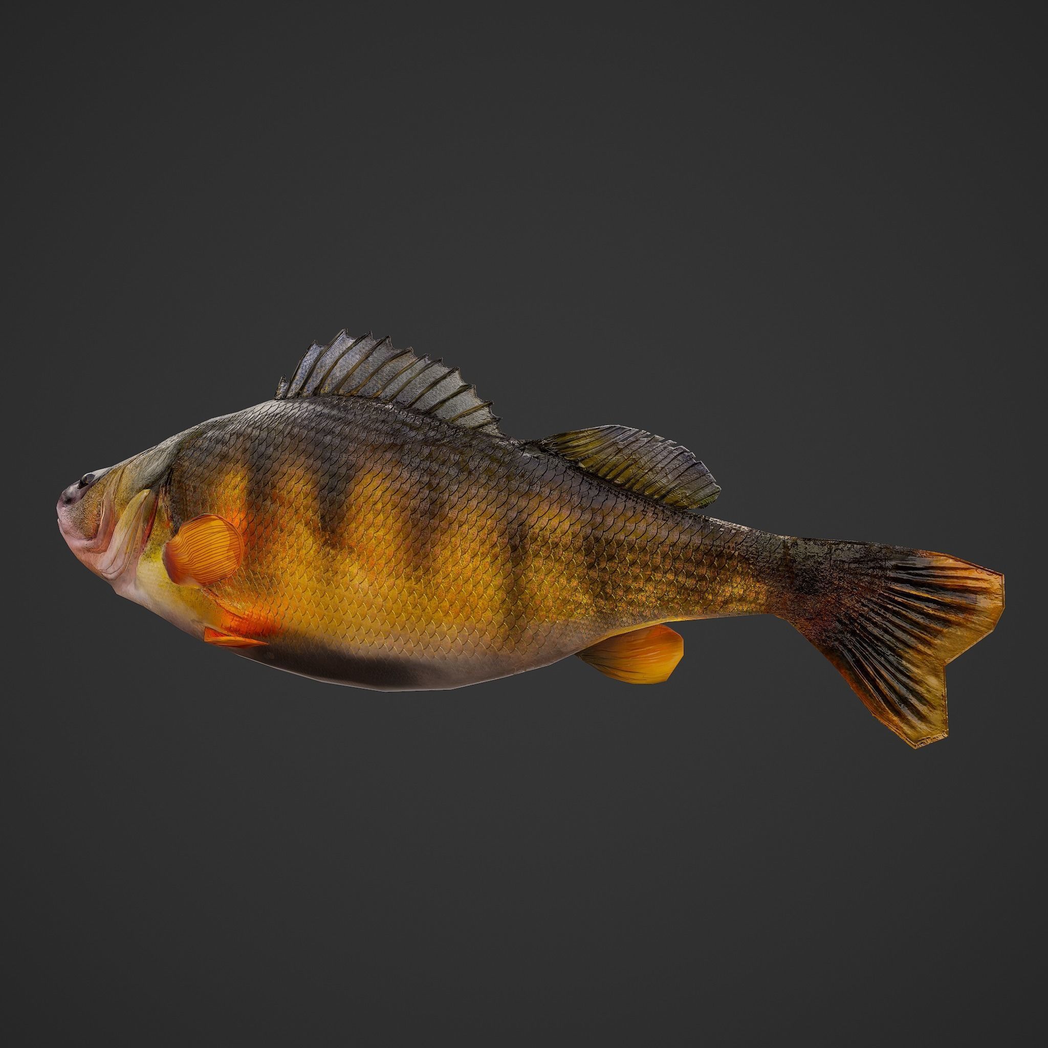 Perch fish Low-poly 3D model_5