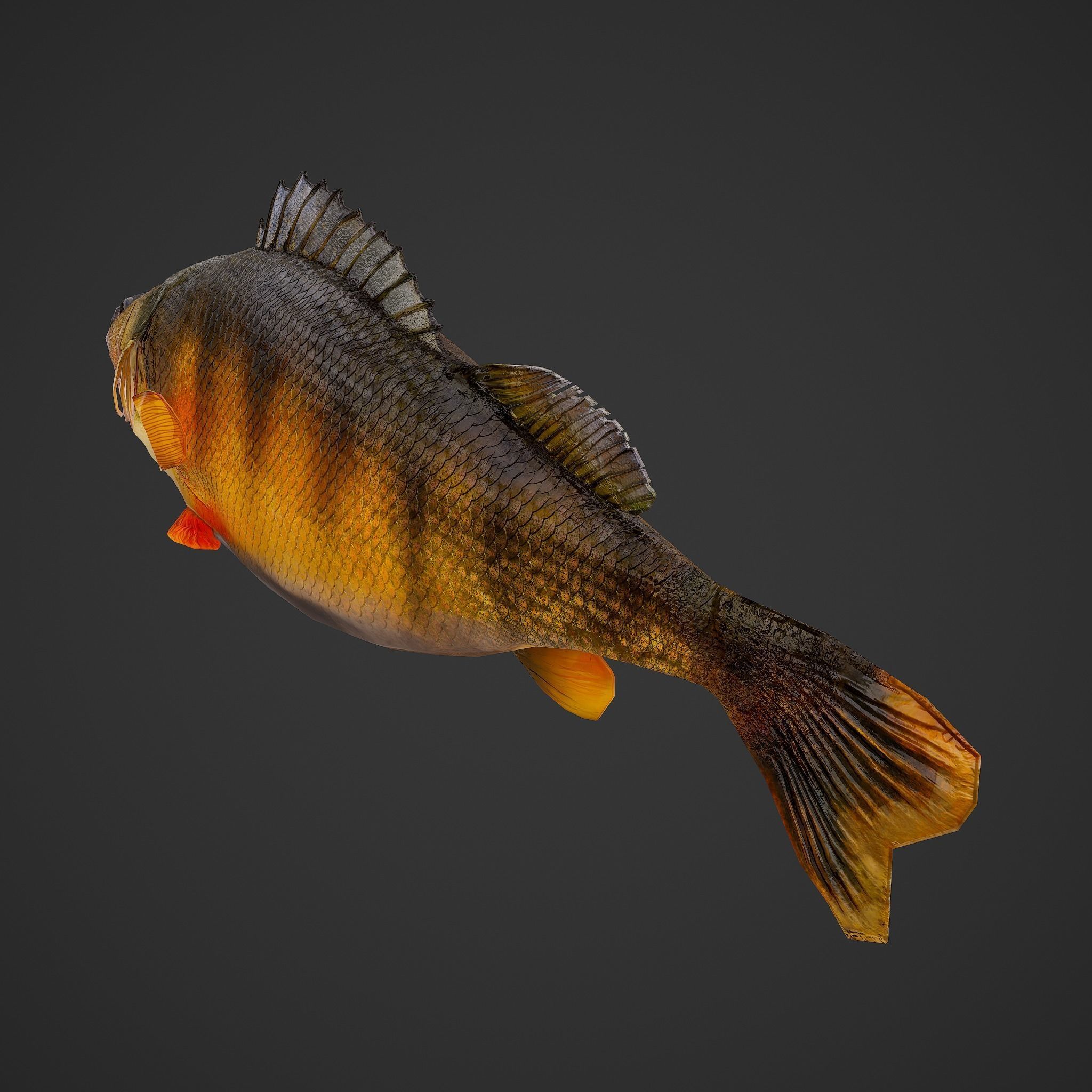 Perch fish Low-poly 3D model_12