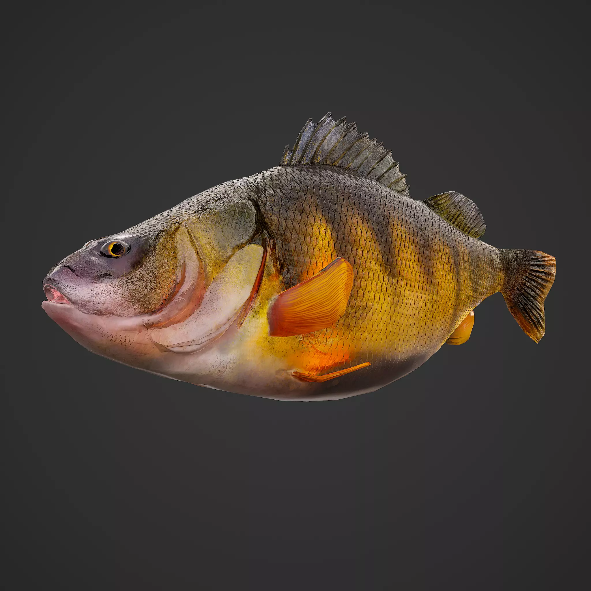 Perch fish Low-poly 3D model_0