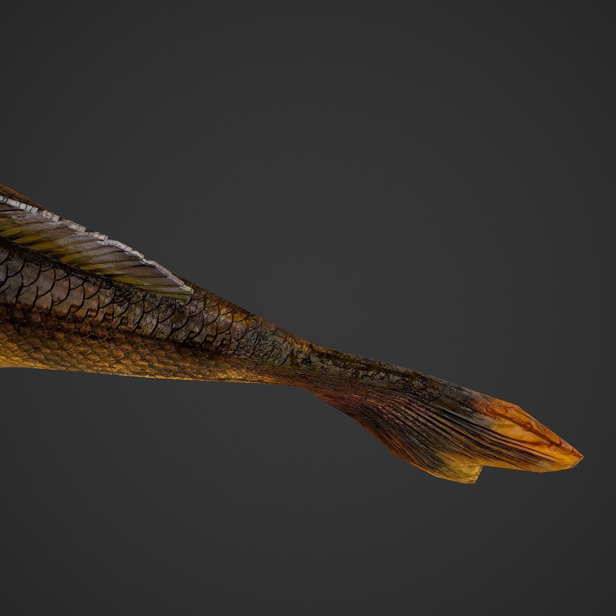 Perch fish Low-poly 3D model_18