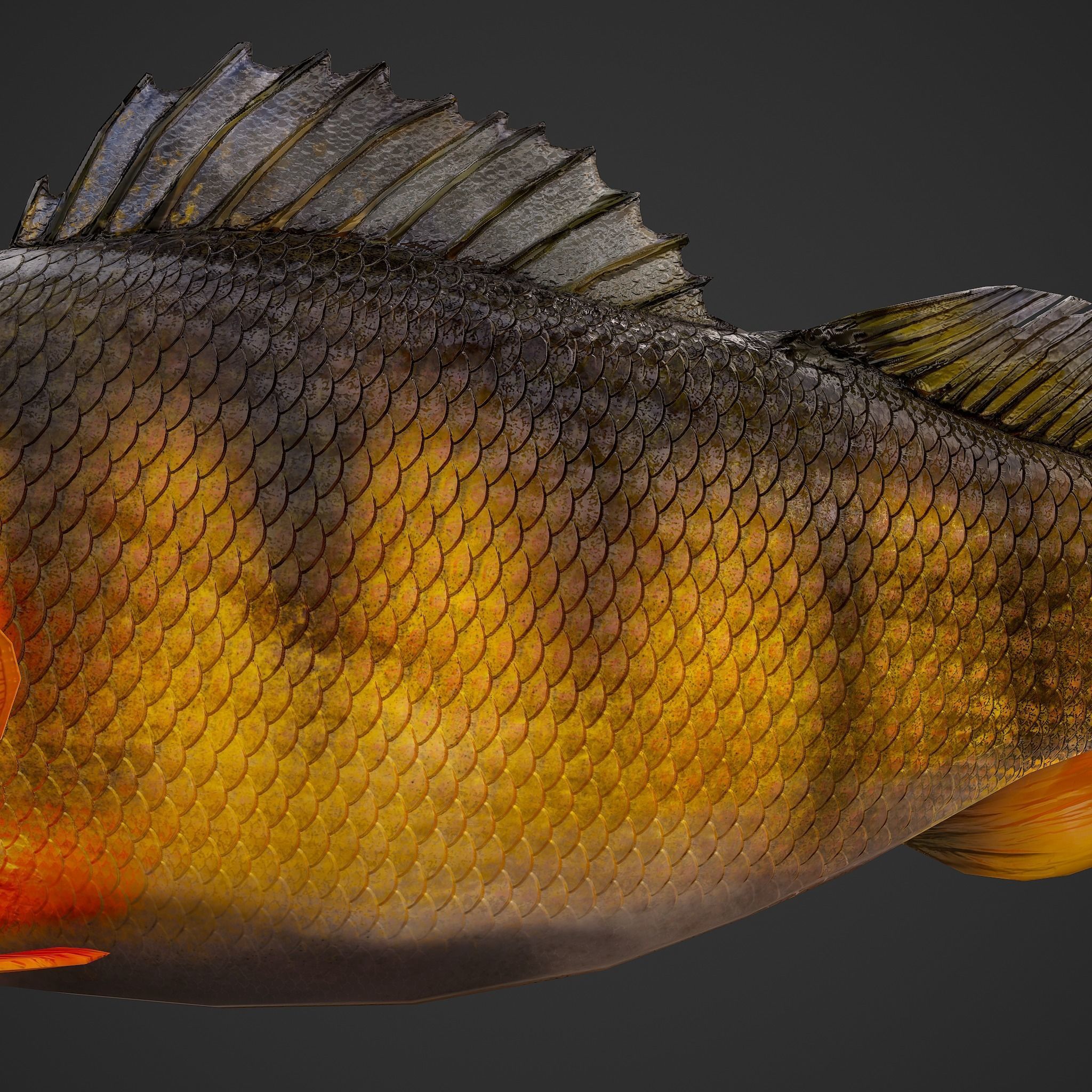 Perch fish Low-poly 3D model_16