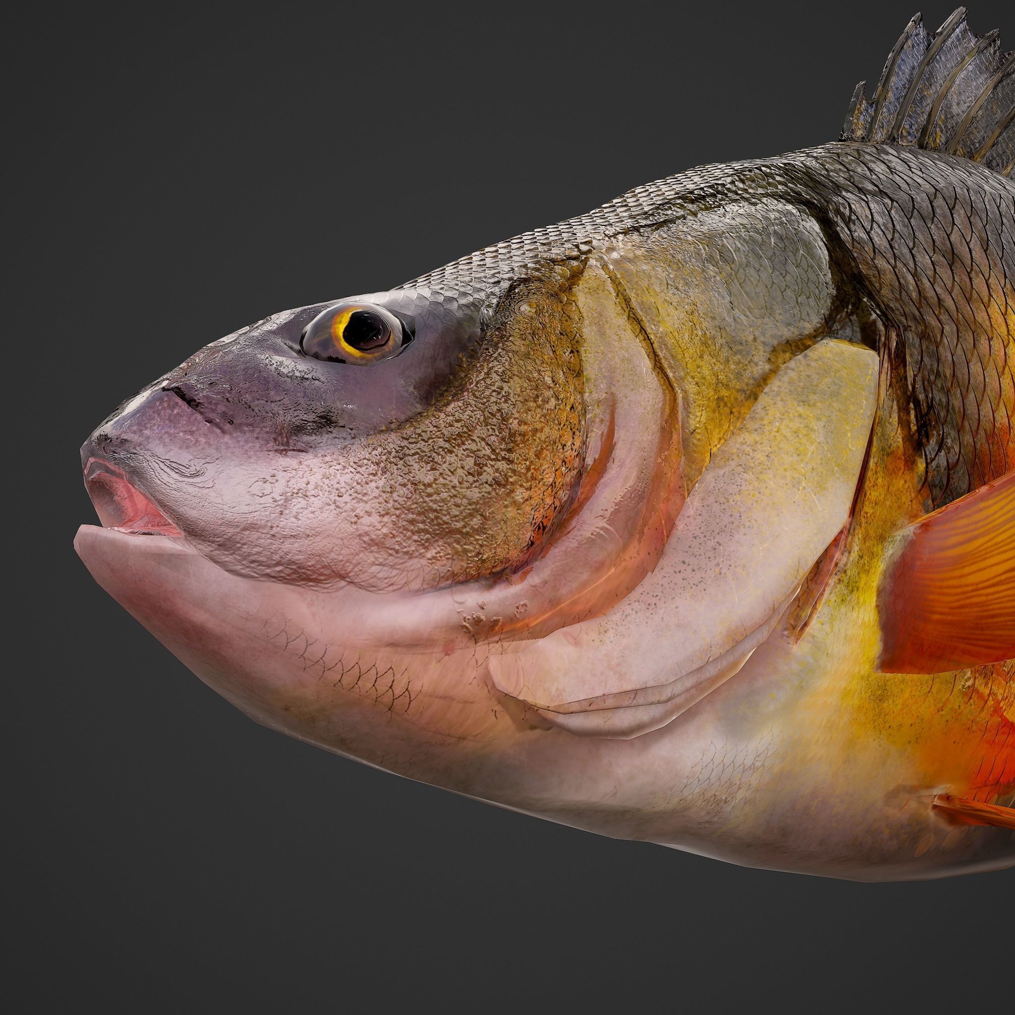 Perch fish Low-poly 3D model_14