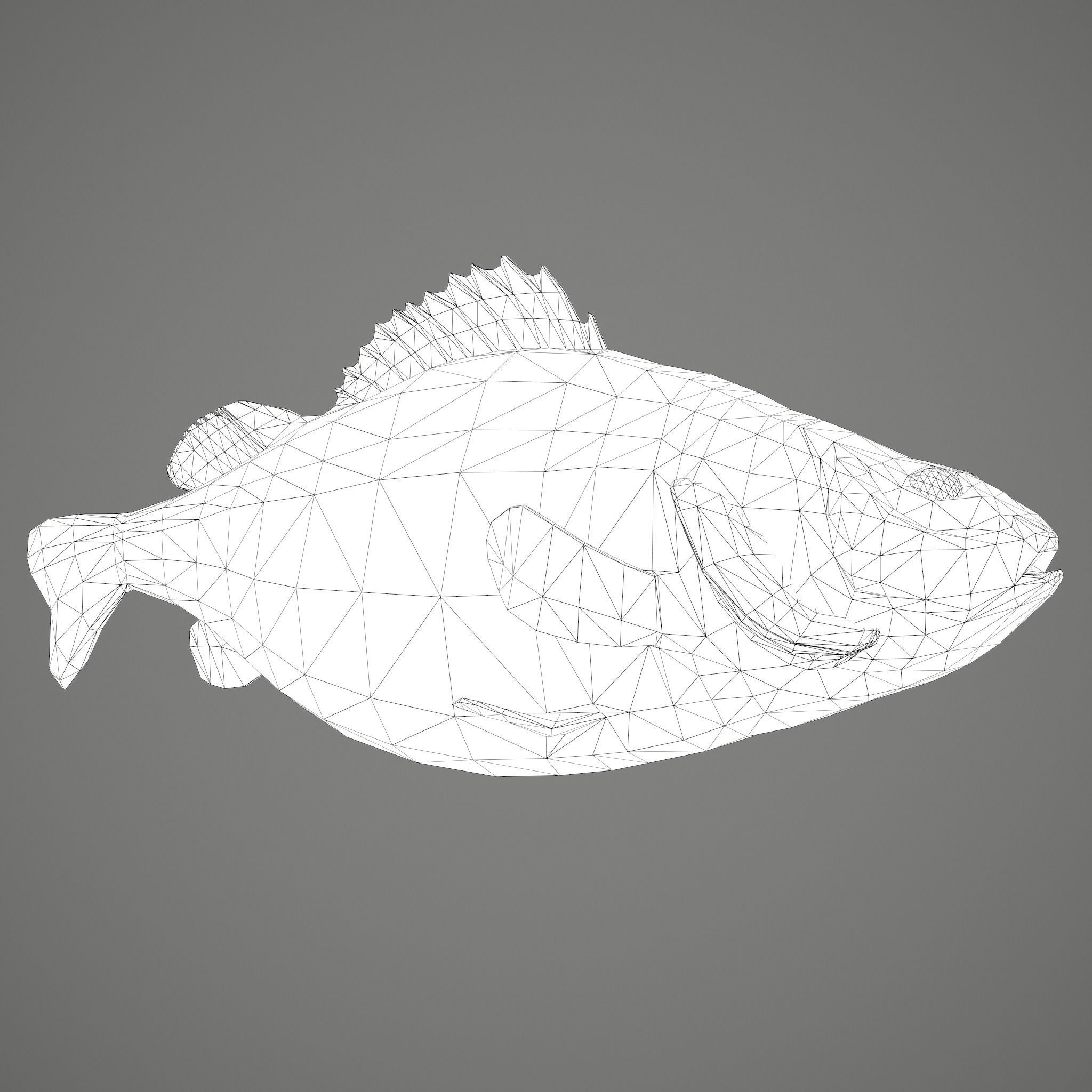 Perch fish Low-poly 3D model_31