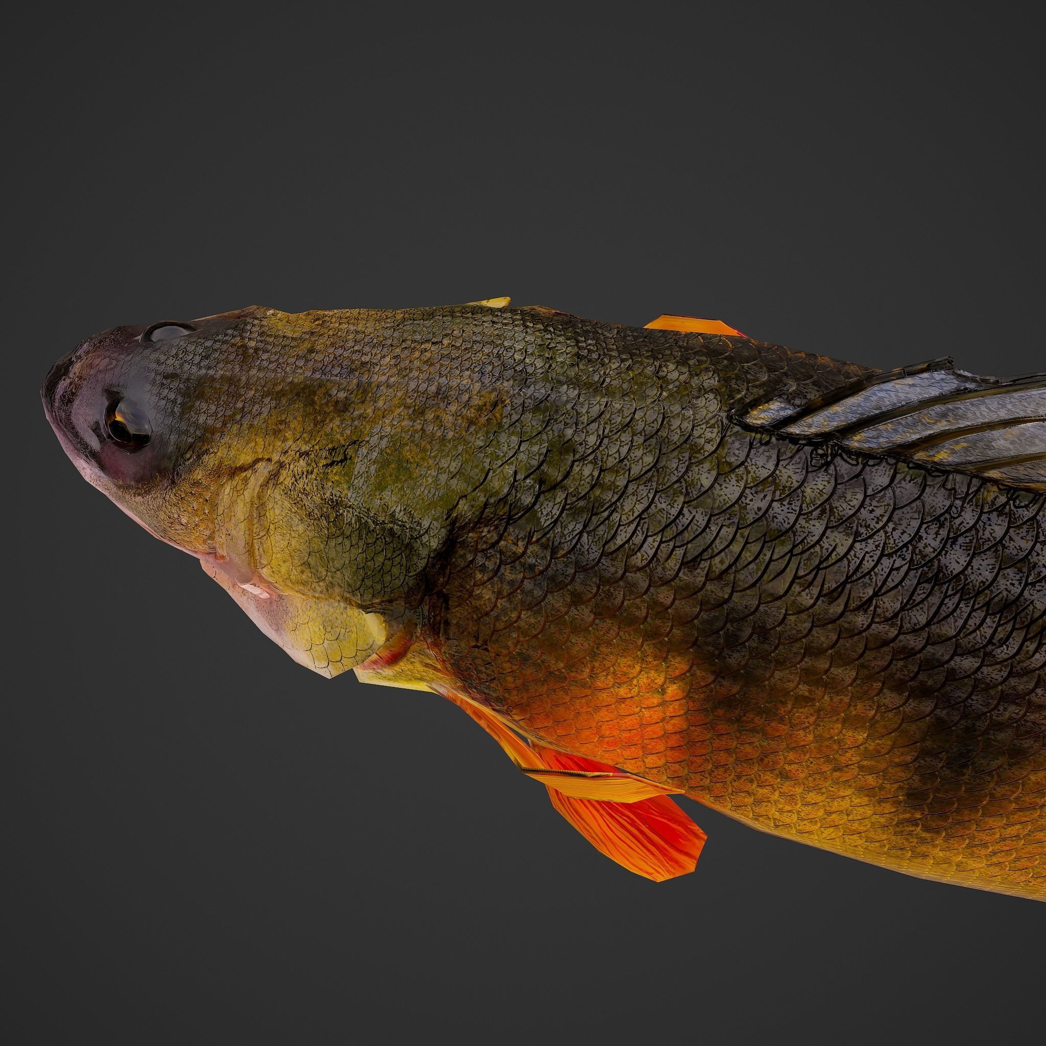 Perch fish Low-poly 3D model_20