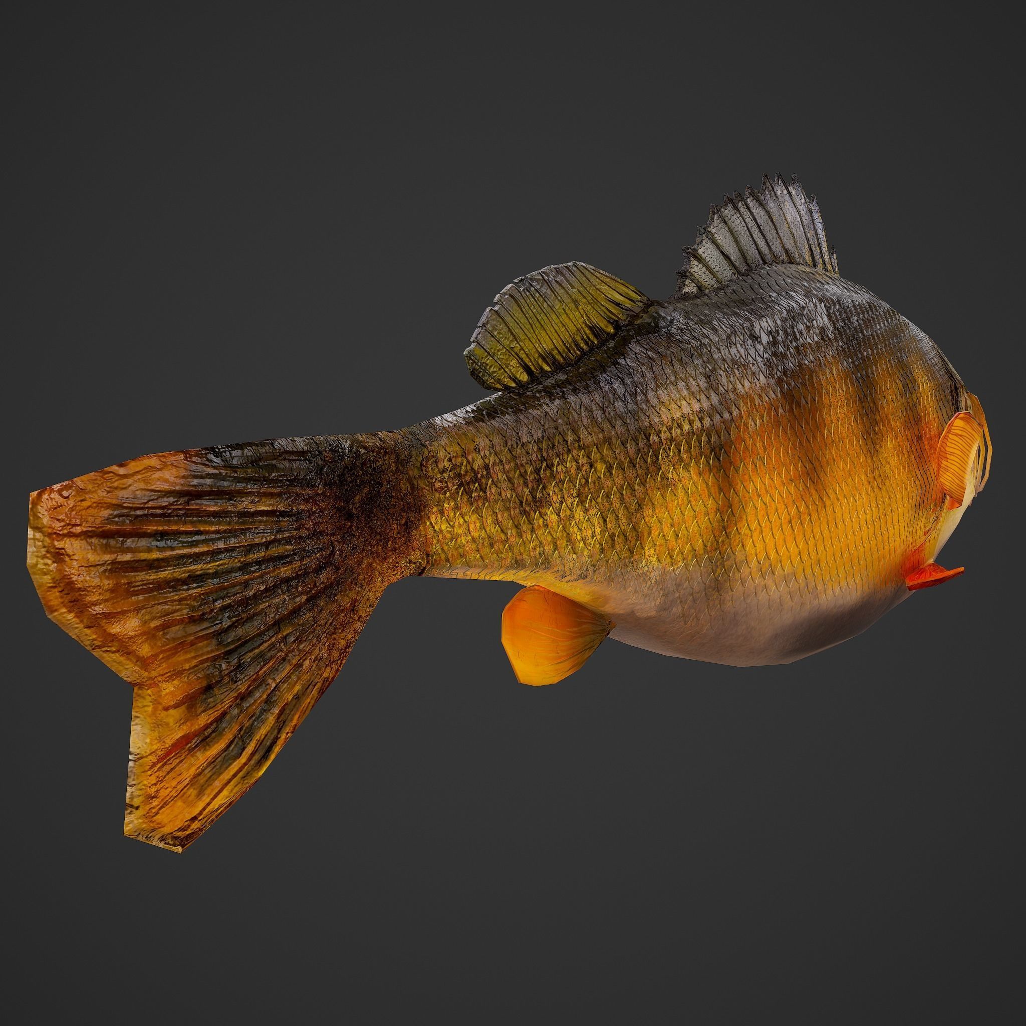Perch fish Low-poly 3D model_23