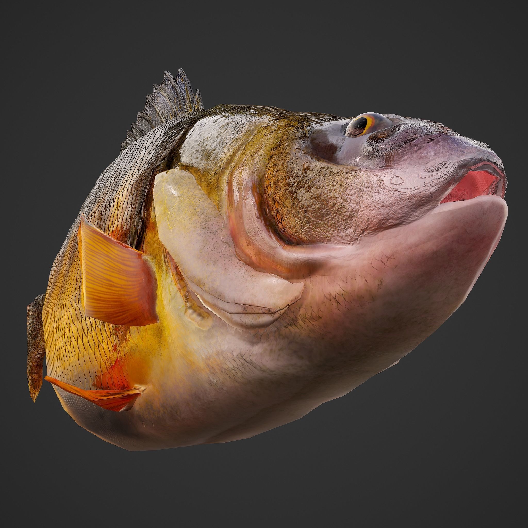 Perch fish Low-poly 3D model_22