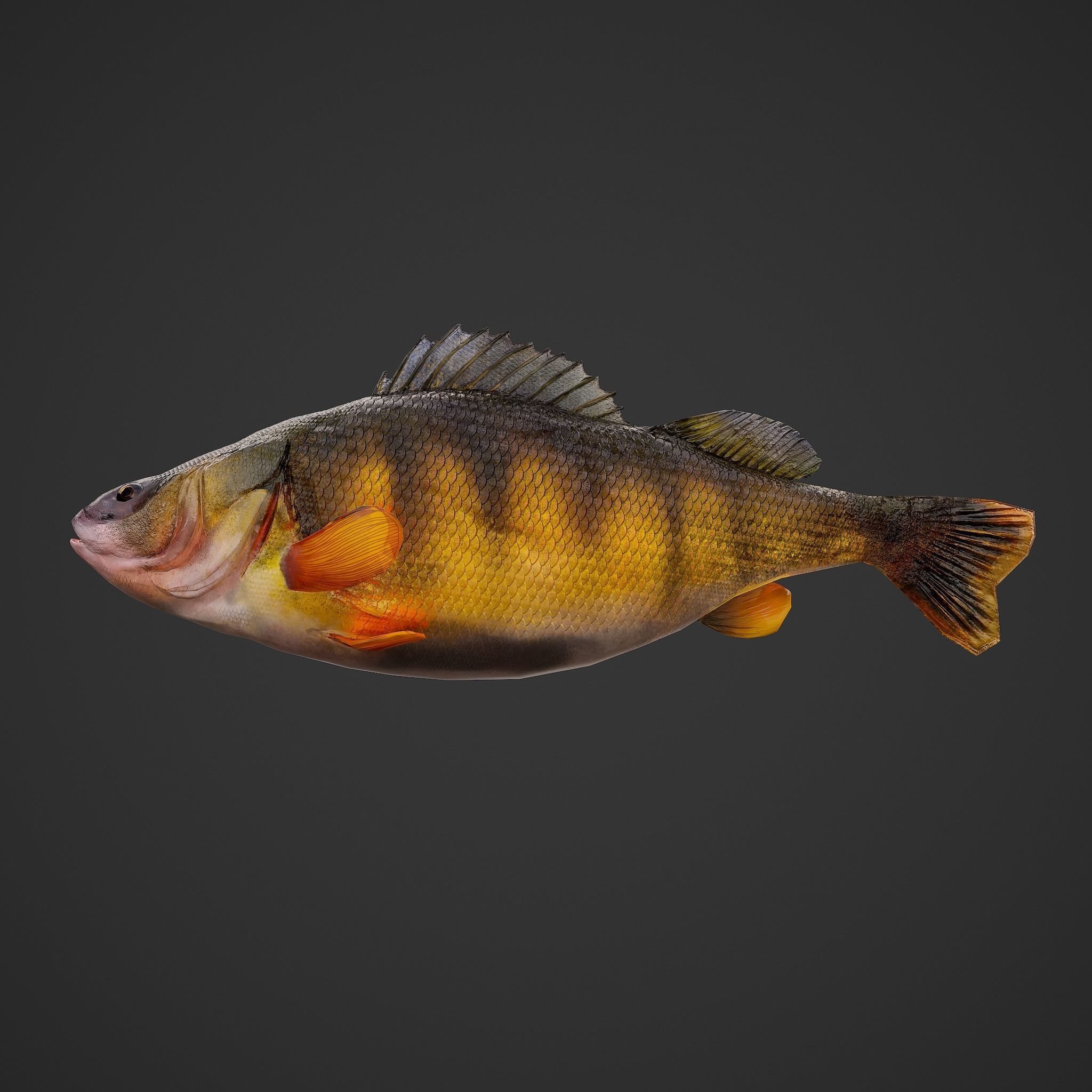 Perch fish Low-poly 3D model_2