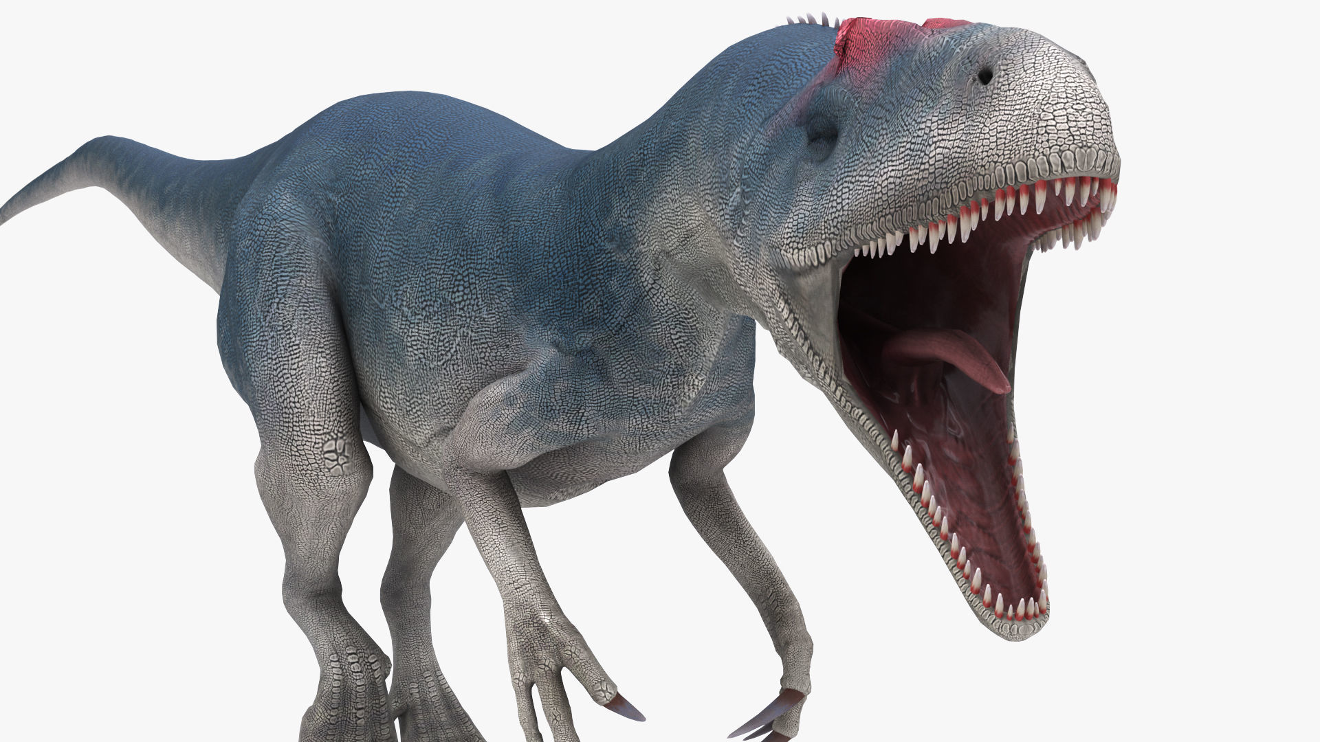 Dinosaur Allosaurus Low-poly 3D model_12