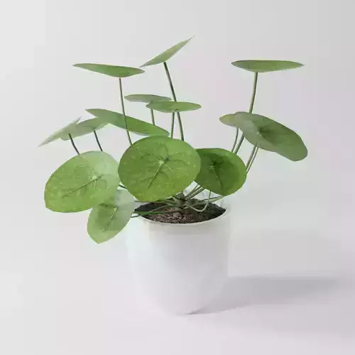 Pilea Plant