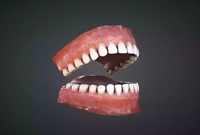 Teeth human mouth with missing Low-poly 3D model