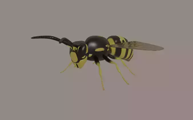 Wasp model 3D model