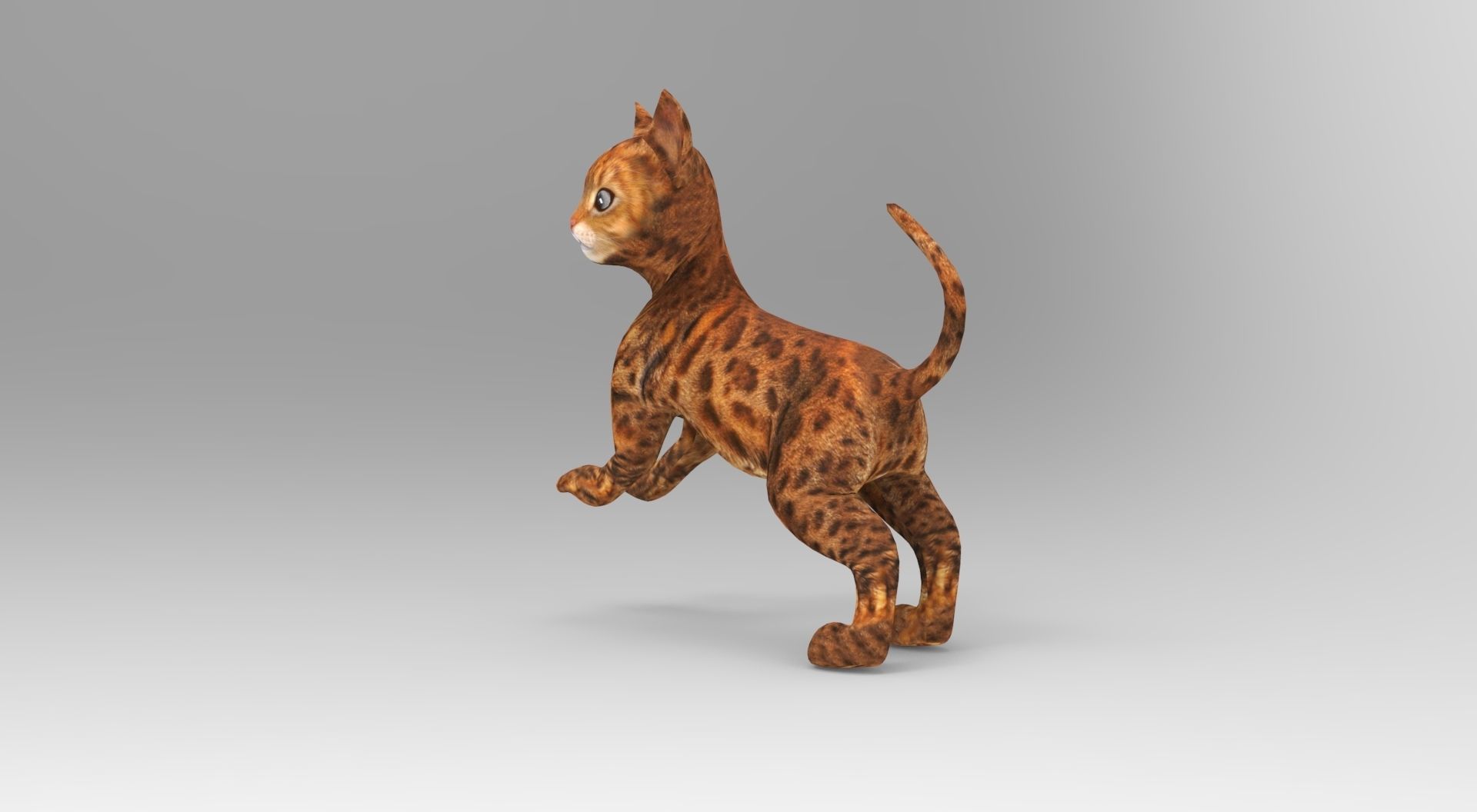 Cute Cat Rigged Low-poly 3D model_18