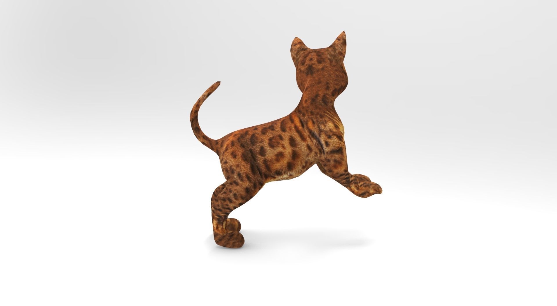 Cute Cat Rigged Low-poly 3D model_20