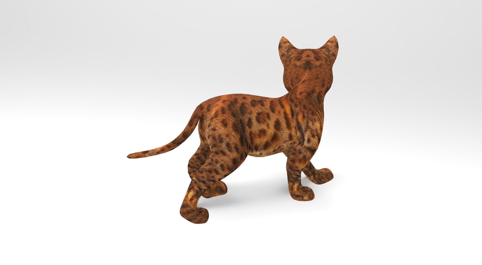 Cute Cat Rigged Low-poly 3D model_13