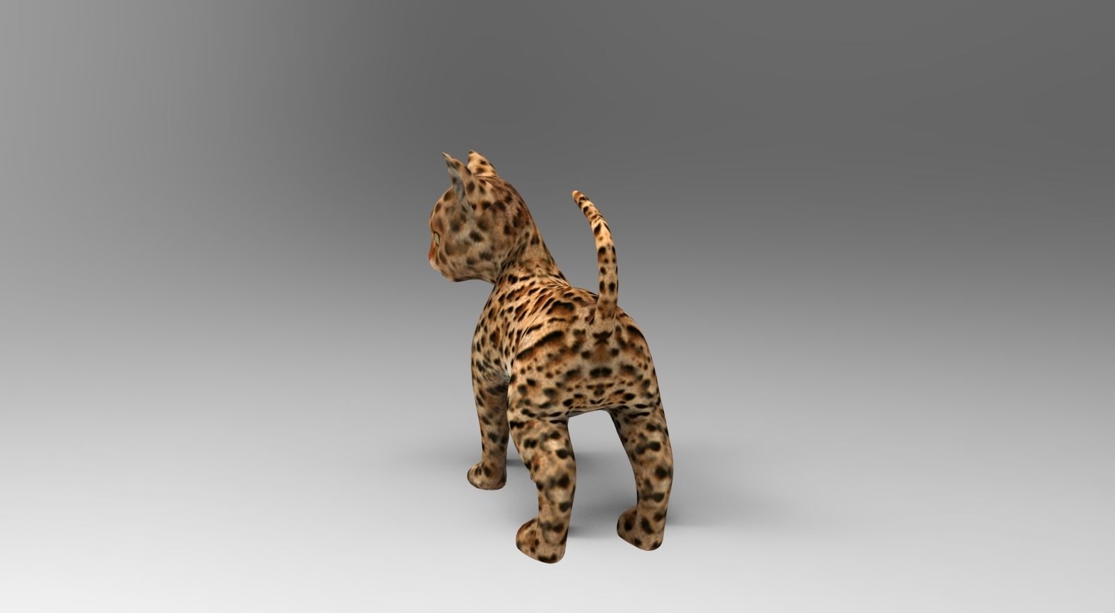 Wild Cat Rigged model Low-poly 3D model_13