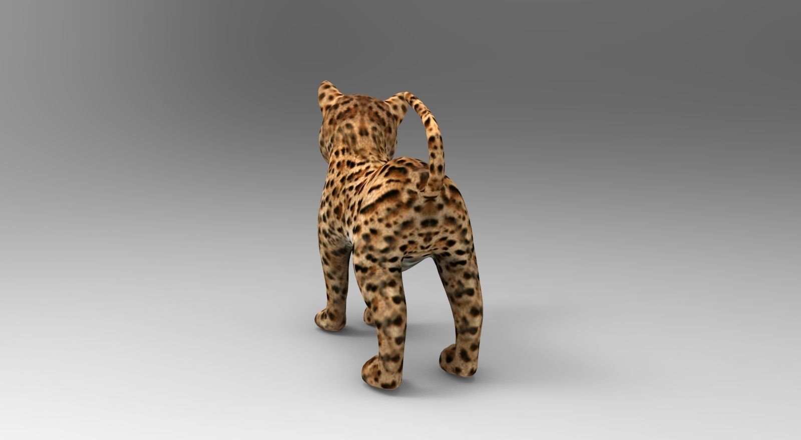 Wild Cat Rigged model Low-poly 3D model_22