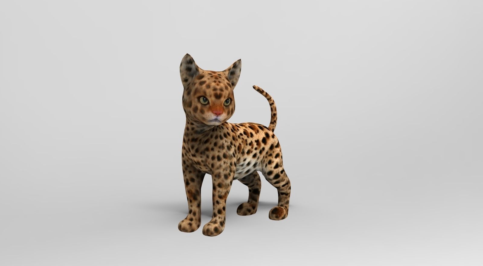 Wild Cat Rigged model Low-poly 3D model_17