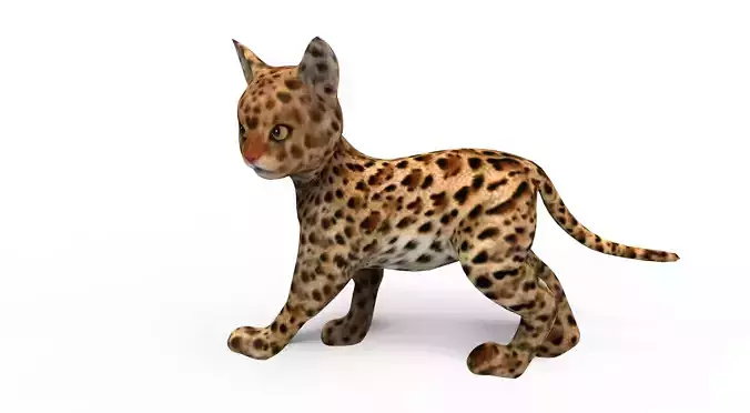 Wild Cat Rigged model Low-poly 3D model
