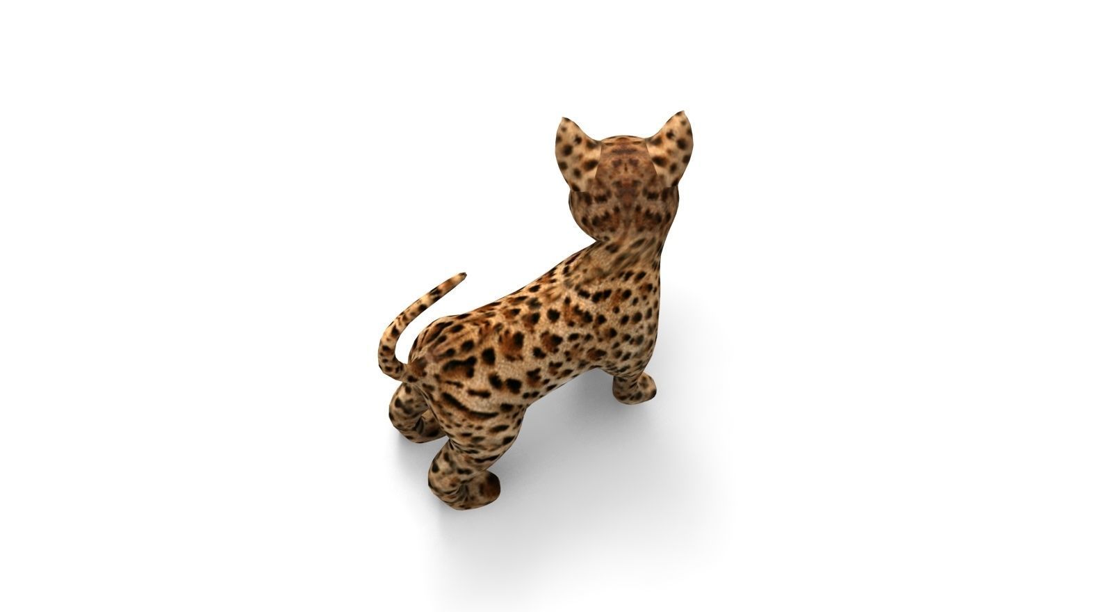 Wild Cat Rigged model Low-poly 3D model_15