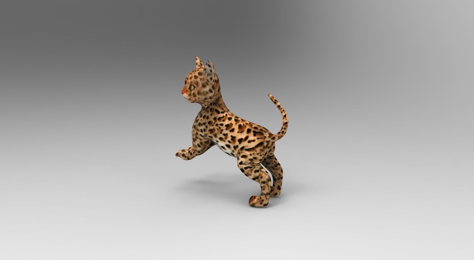 Wild Cat Rigged model Low-poly 3D model_7