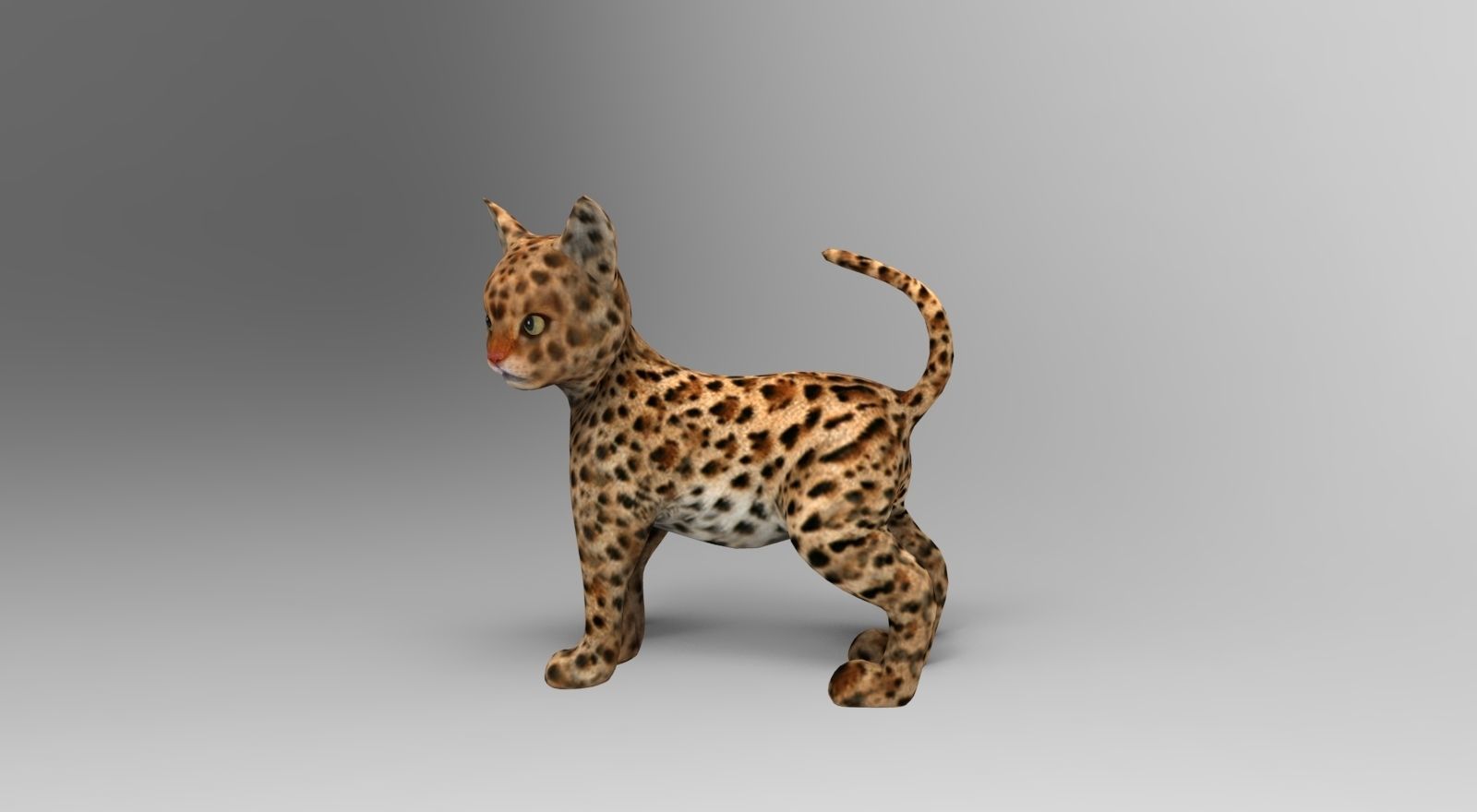 Wild Cat Rigged model Low-poly 3D model_12