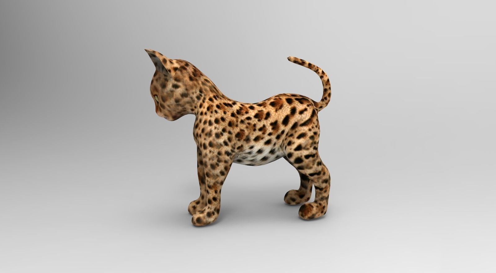 Wild Cat Rigged model Low-poly 3D model_23
