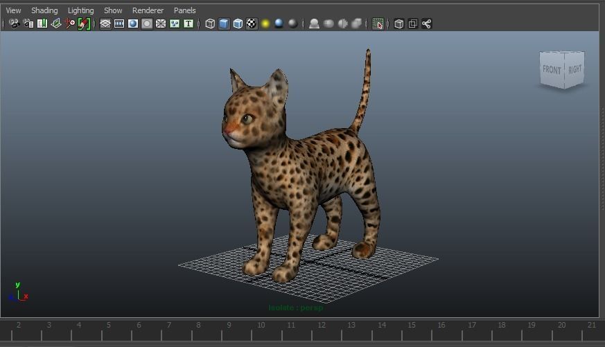 Wild Cat Rigged model Low-poly 3D model_26