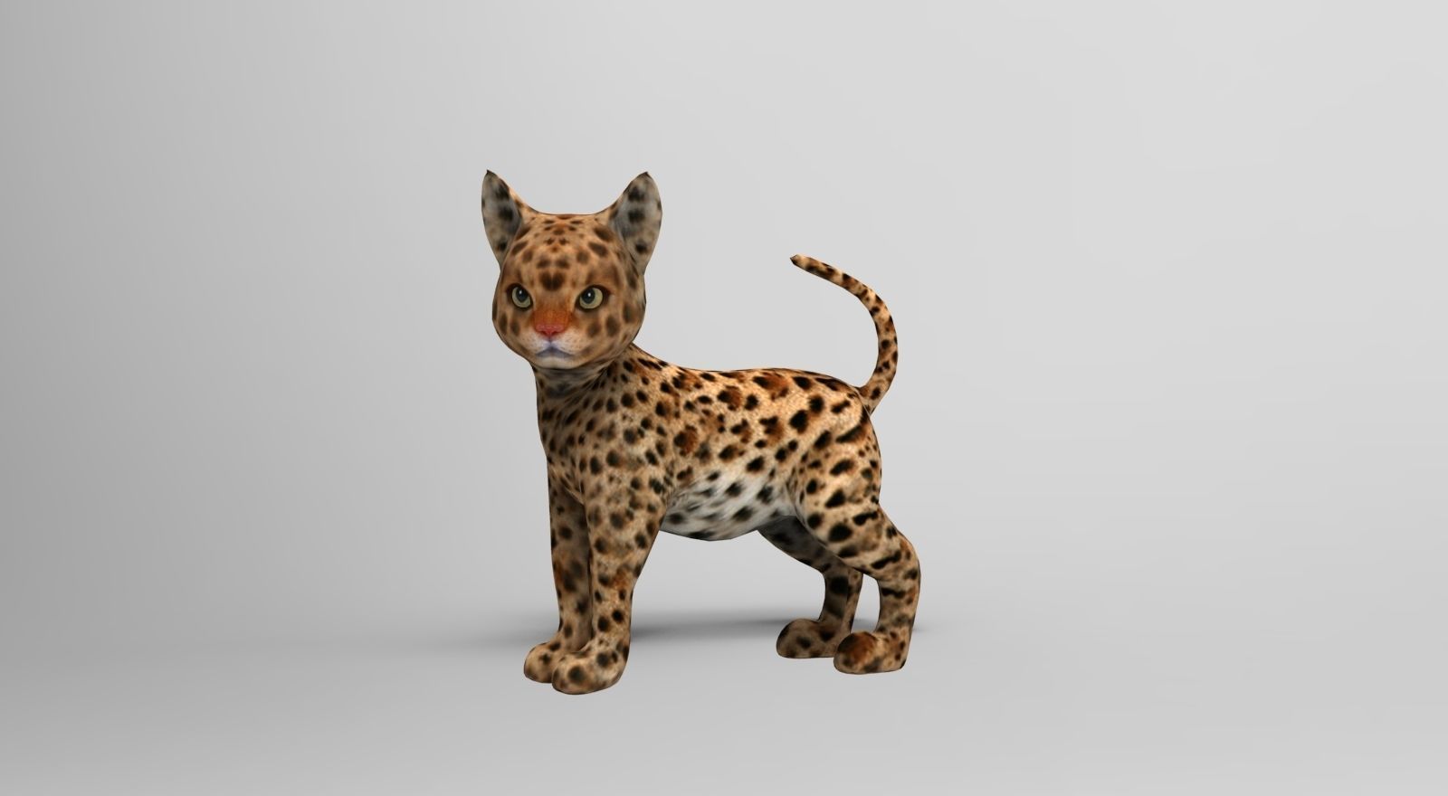 Wild Cat Rigged model Low-poly 3D model_18