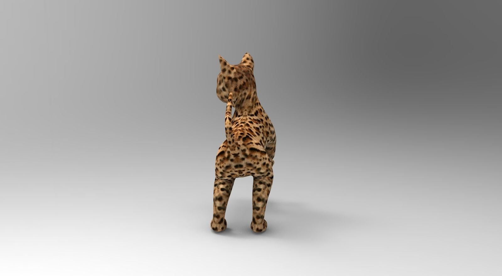 Wild Cat Rigged model Low-poly 3D model_11