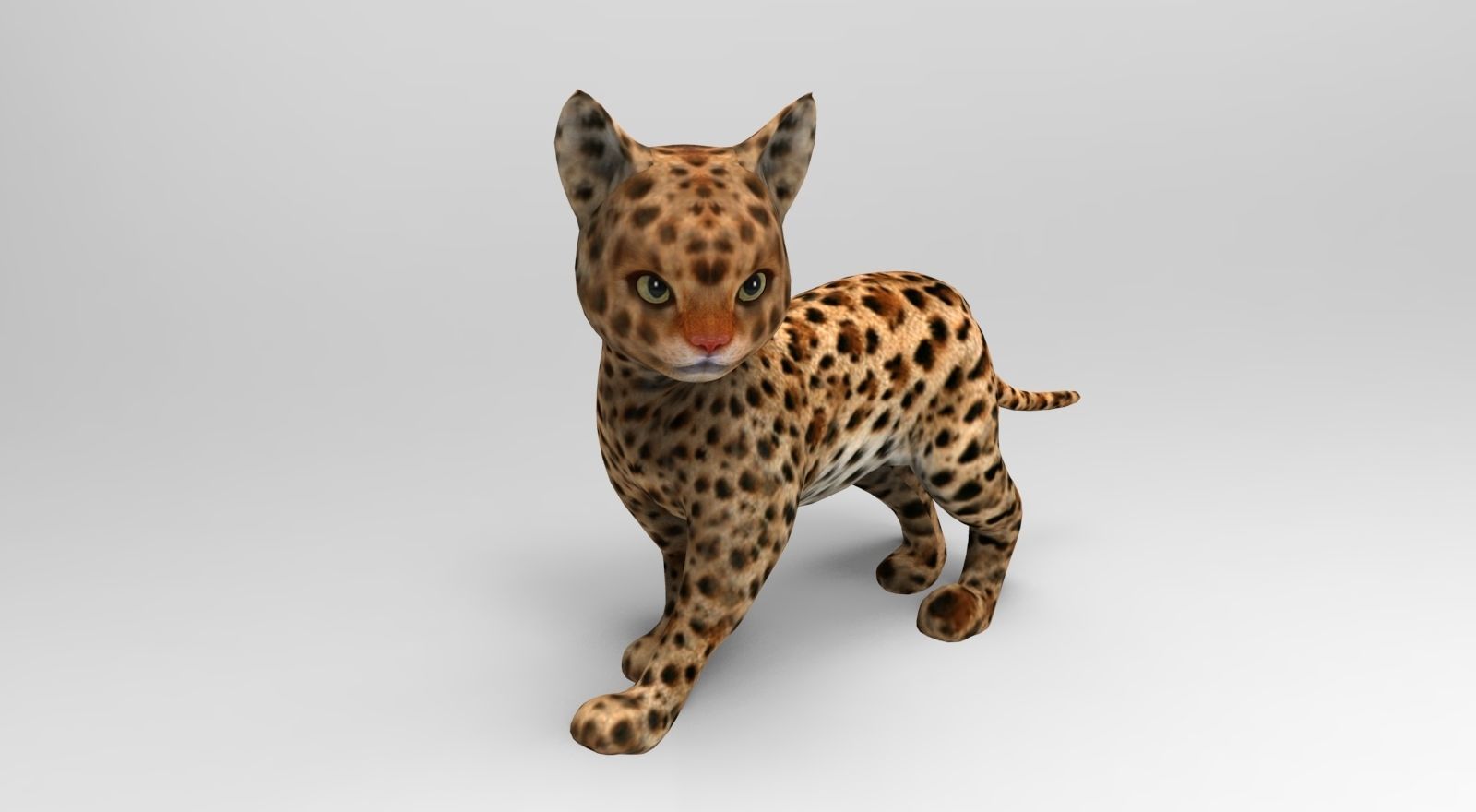 Wild Cat Rigged model Low-poly 3D model_2
