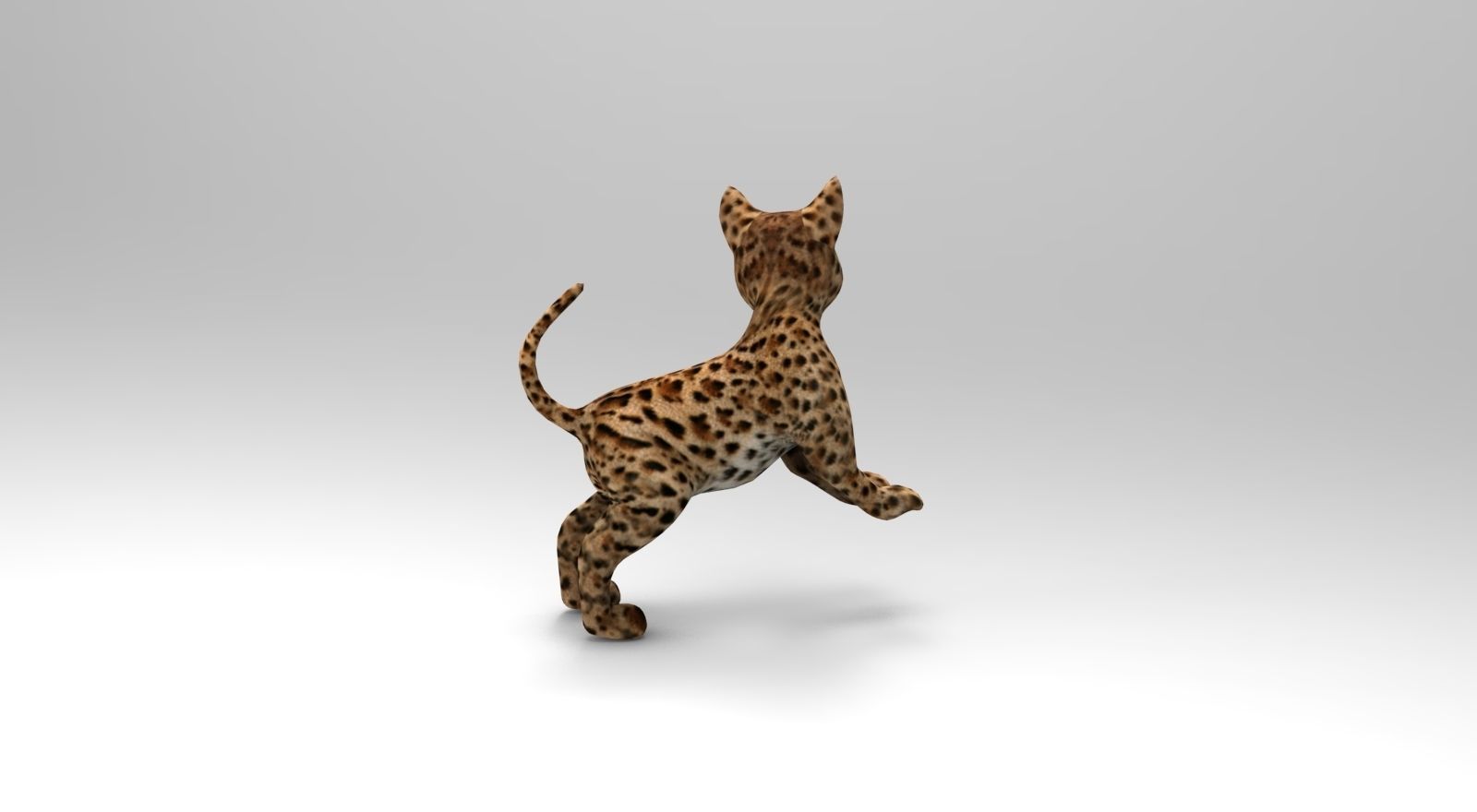 Wild Cat Rigged model Low-poly 3D model_10