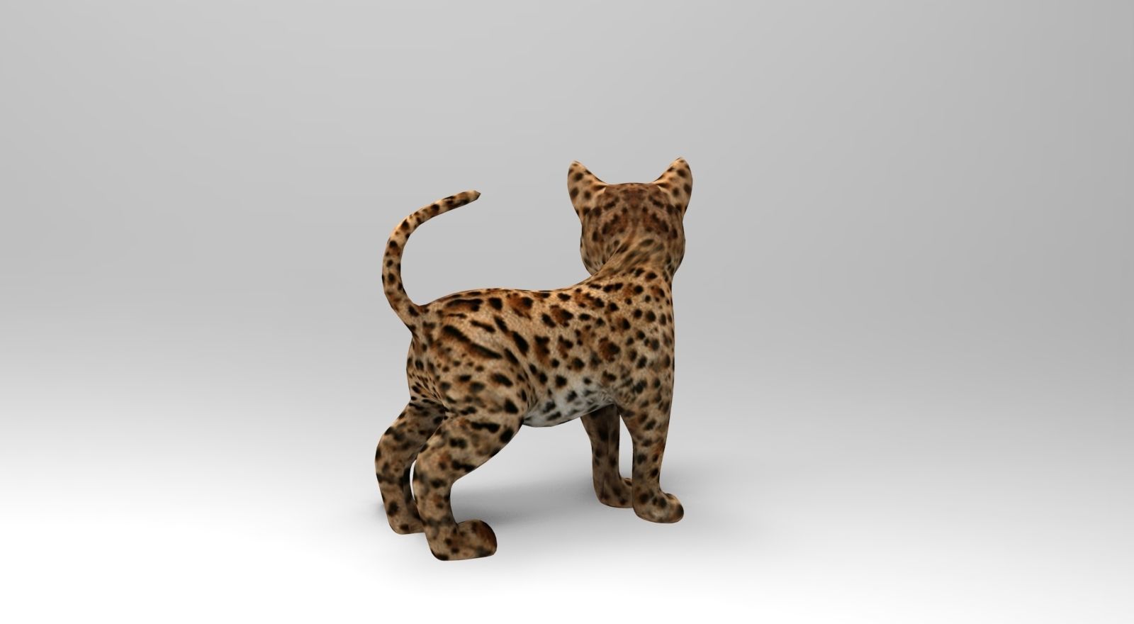 Wild Cat Rigged model Low-poly 3D model_14