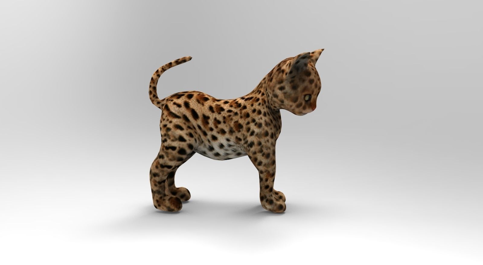 Wild Cat Rigged model Low-poly 3D model_20