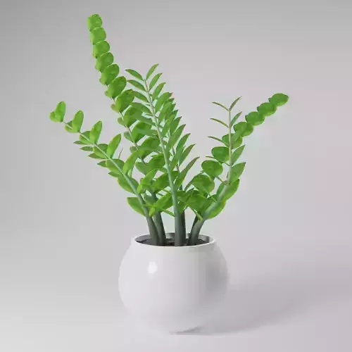 ZZ Plant
