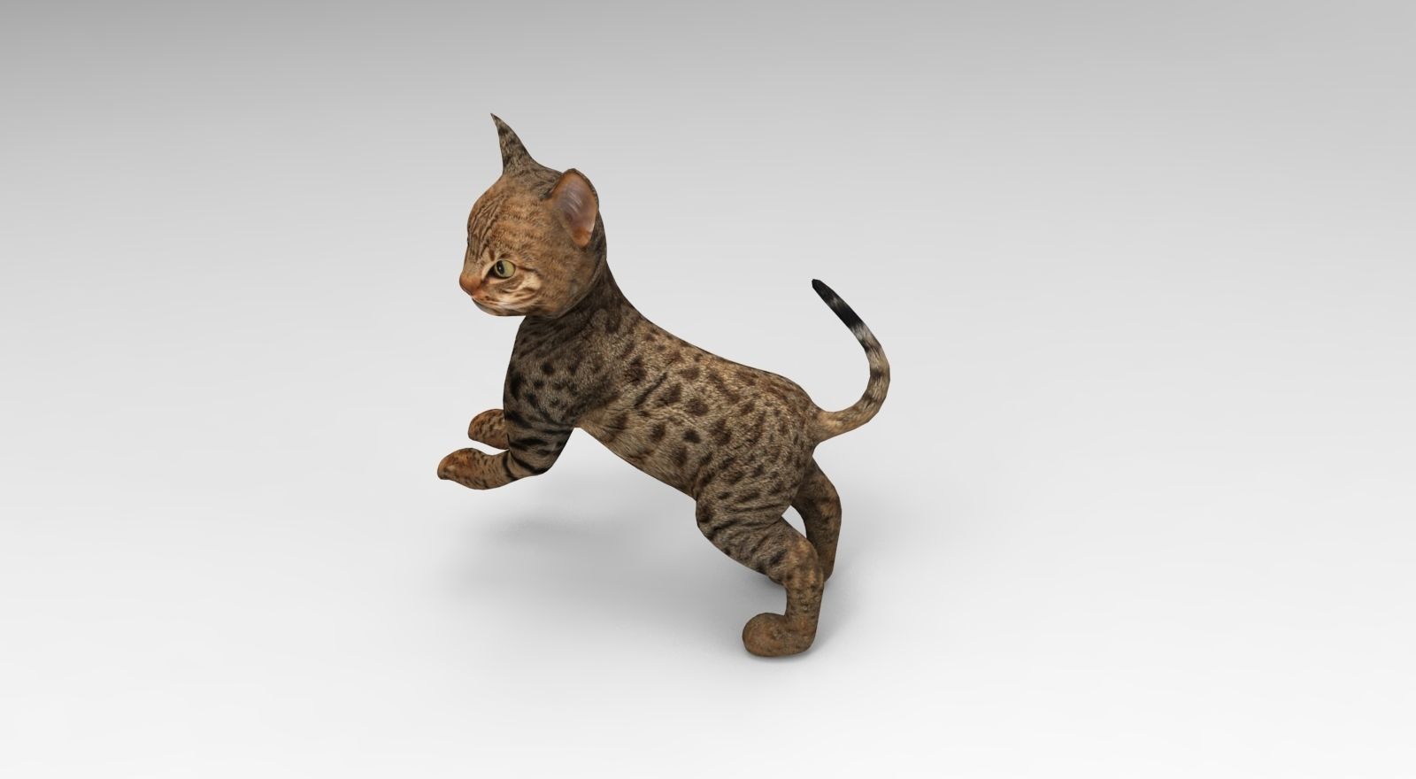 Cute Cat Rigged Low-poly 3D model_27
