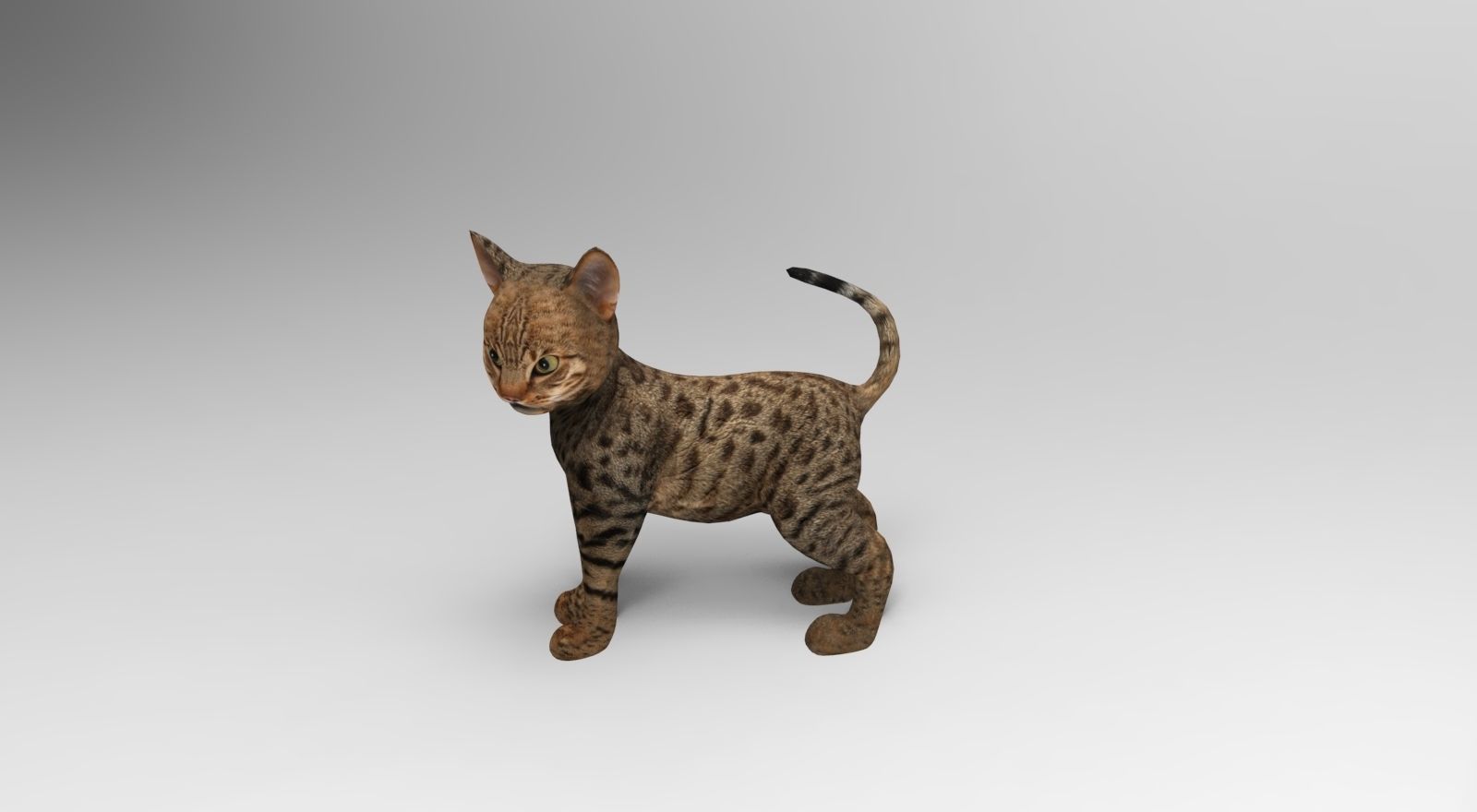 Cute Cat Rigged Low-poly 3D model_14